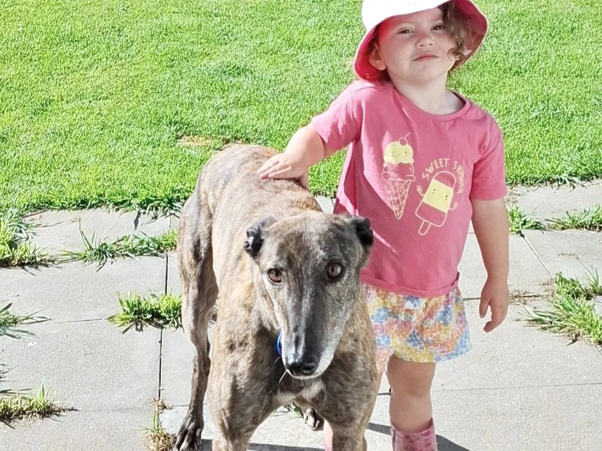 A young girl wearing a pink t-shirt, floral shorts, pink rain boots, and a white sun hat with a pink brim, standing outside on a paved and grassy area, resting her hand on a large greyhound dog.