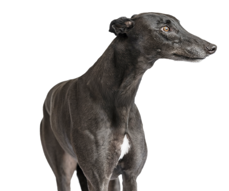 Black greyhound looking to the right