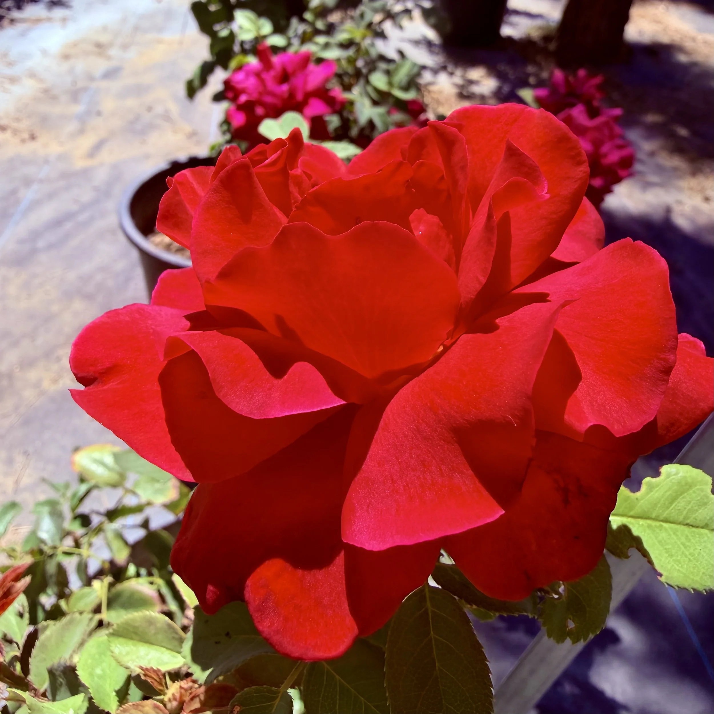 IMG_8014.jpeg