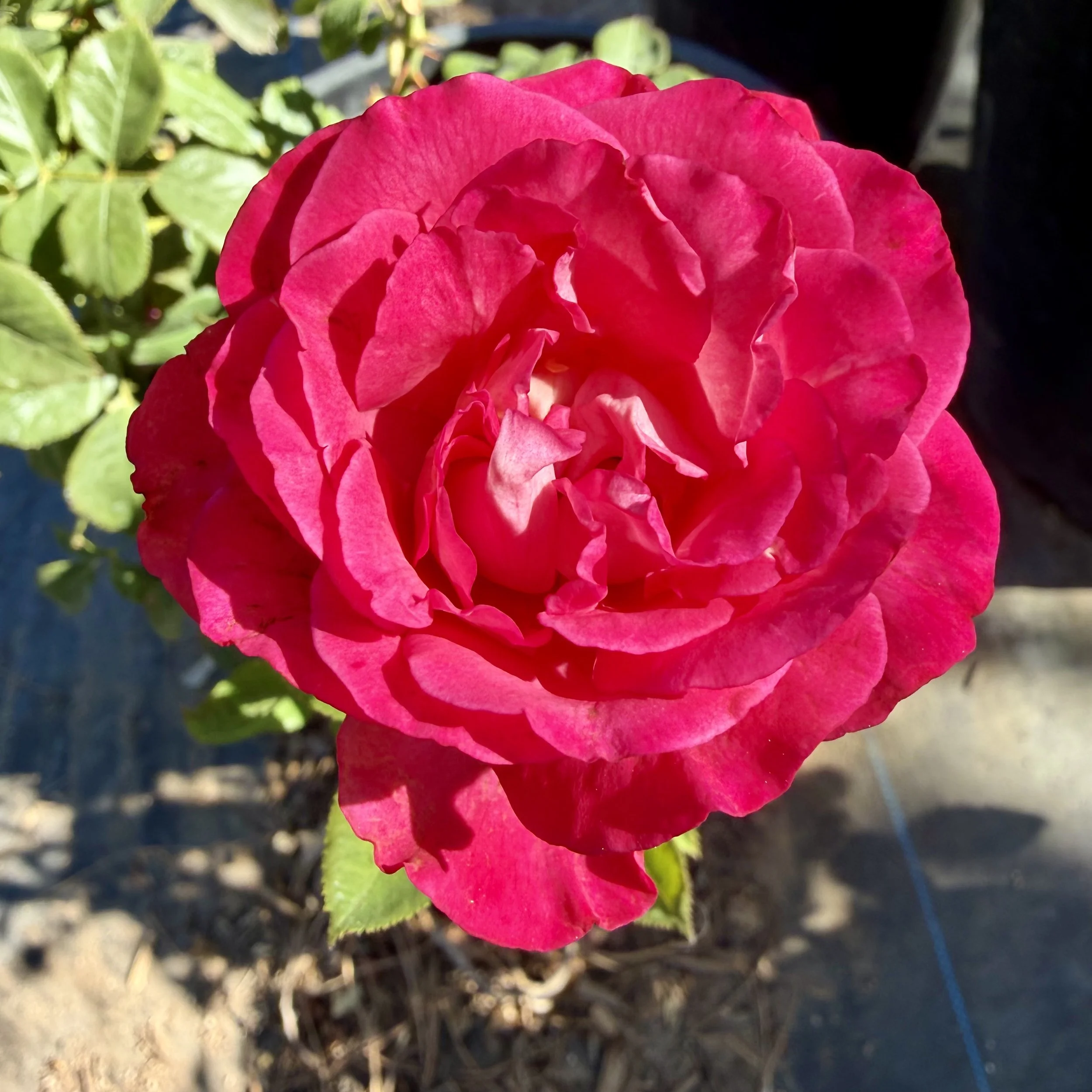 Close-up of a vibrant pink rose with green leaves in the background.