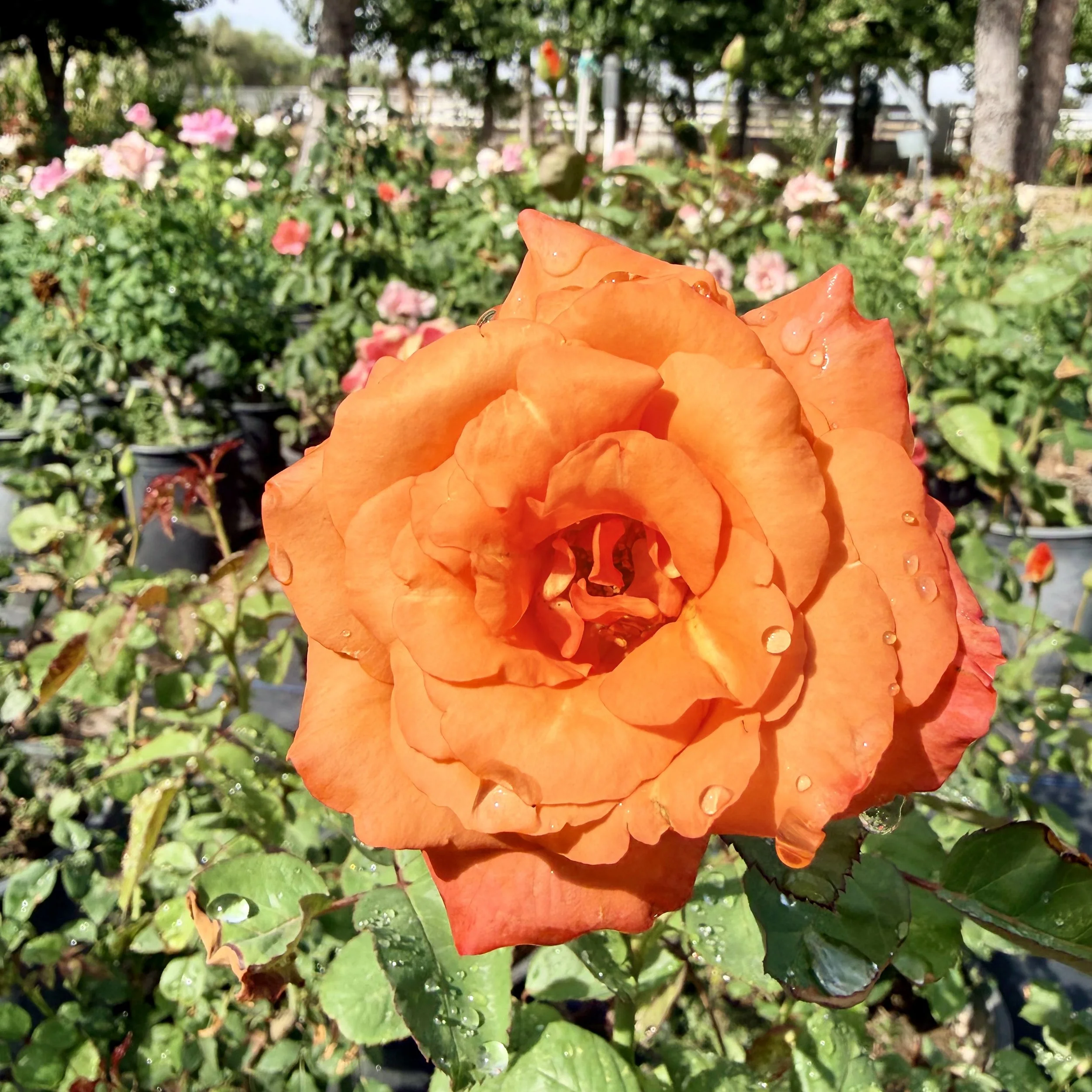 IMG_8570.jpeg
