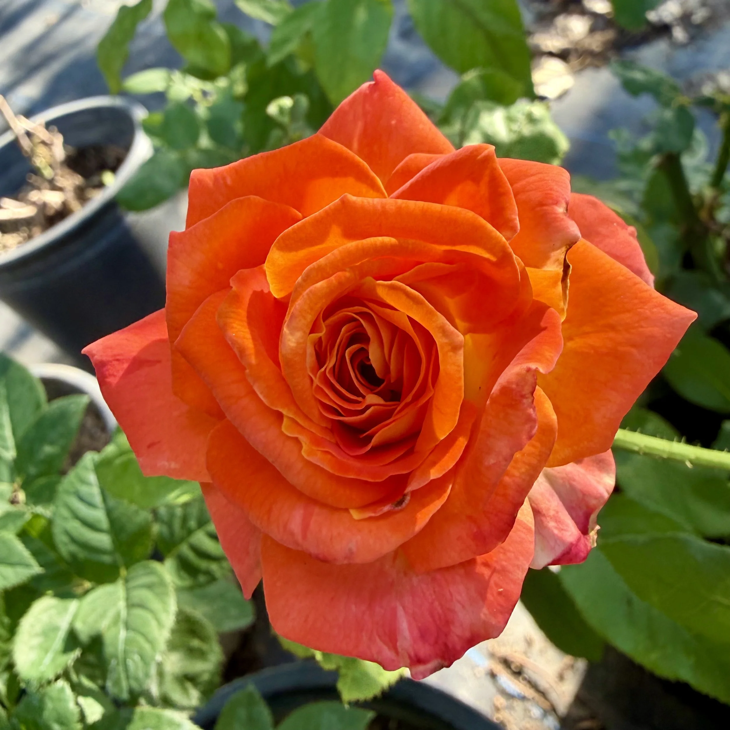 Close-up of a vibrant orange rose in bloom with green leaves in the background.