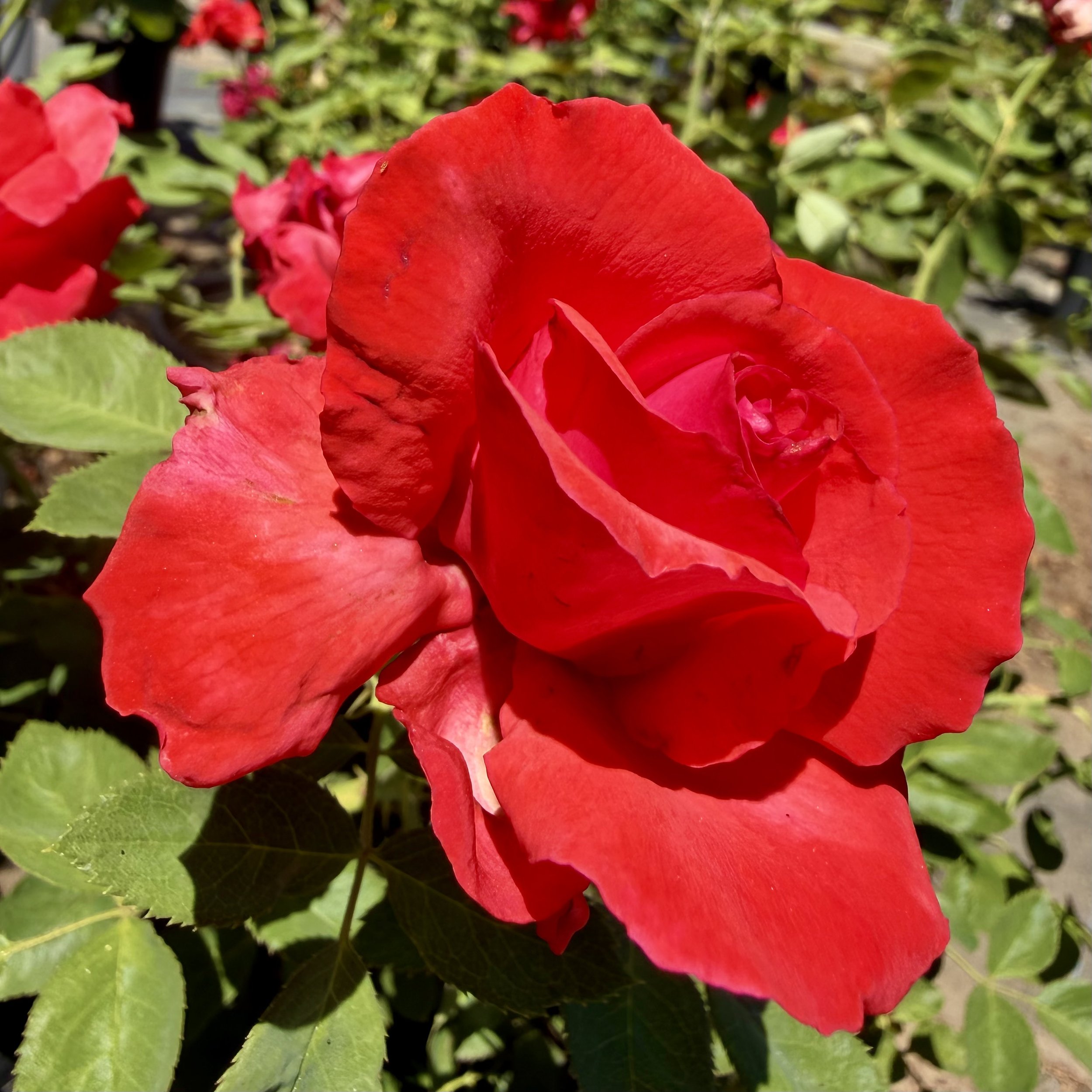 IMG_8029.jpeg