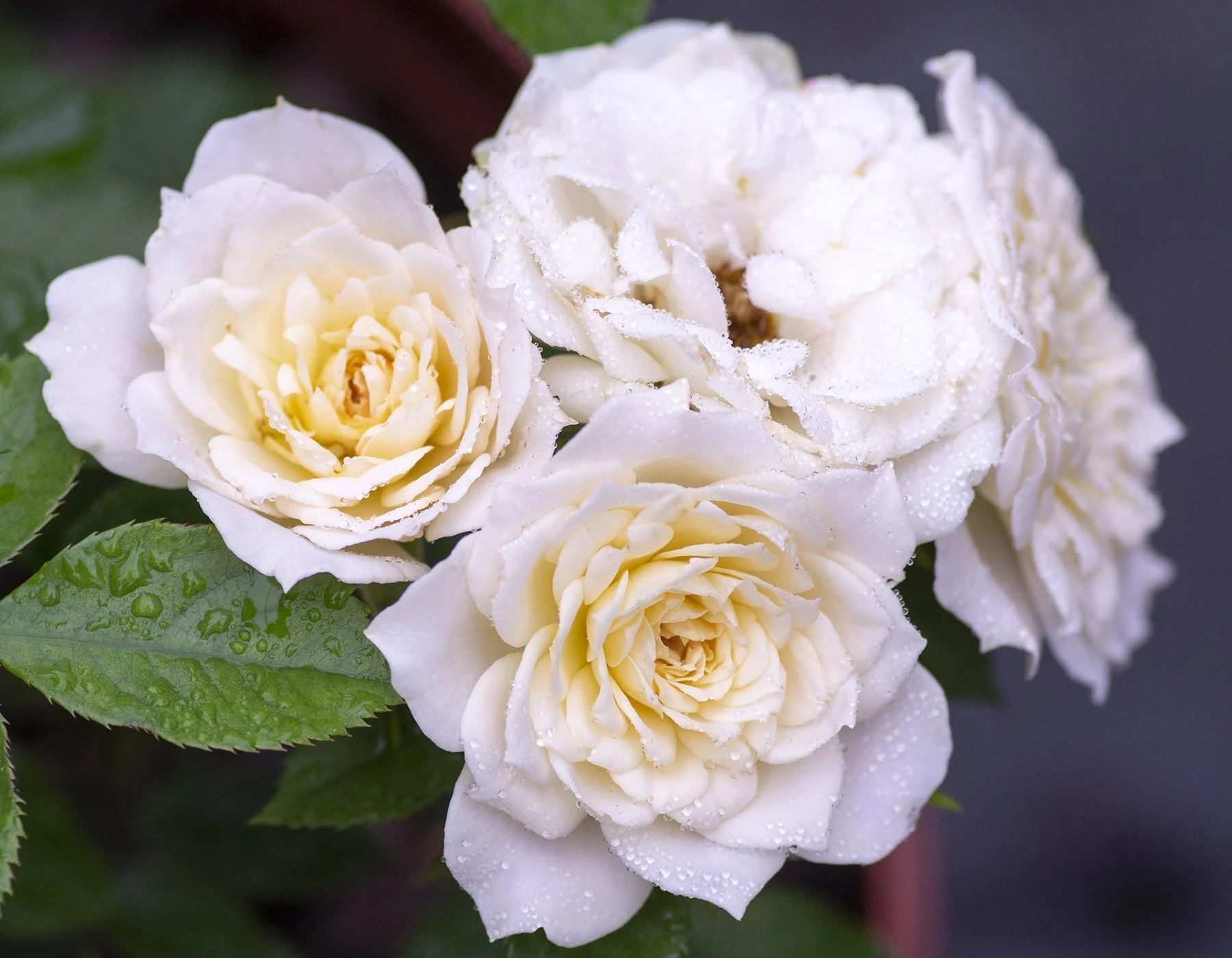 Sunblaze® Bridal