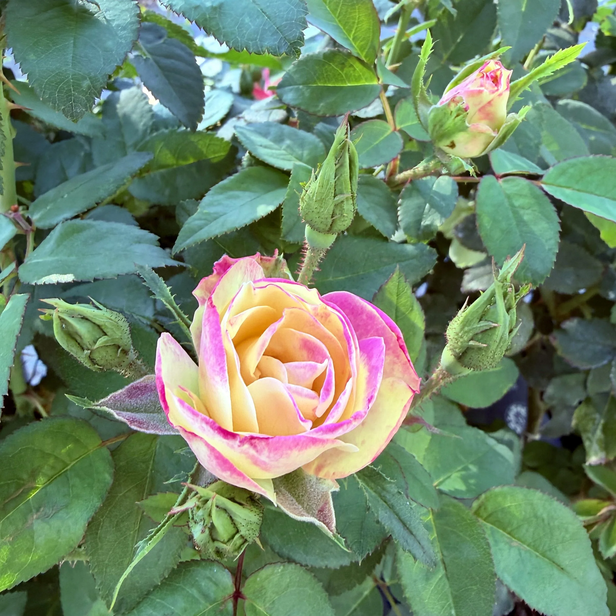 IMG_8303.jpeg