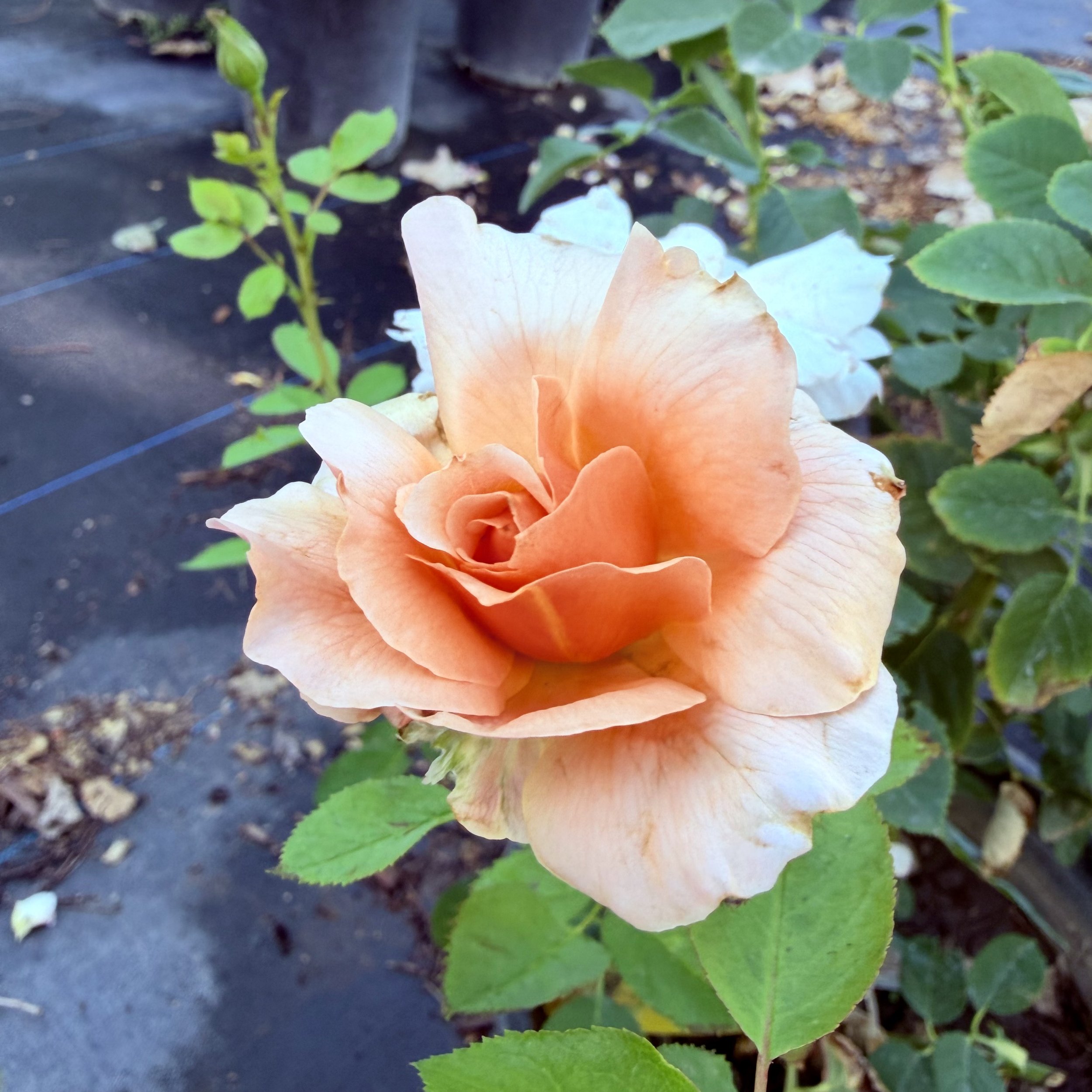 IMG_8292.jpeg