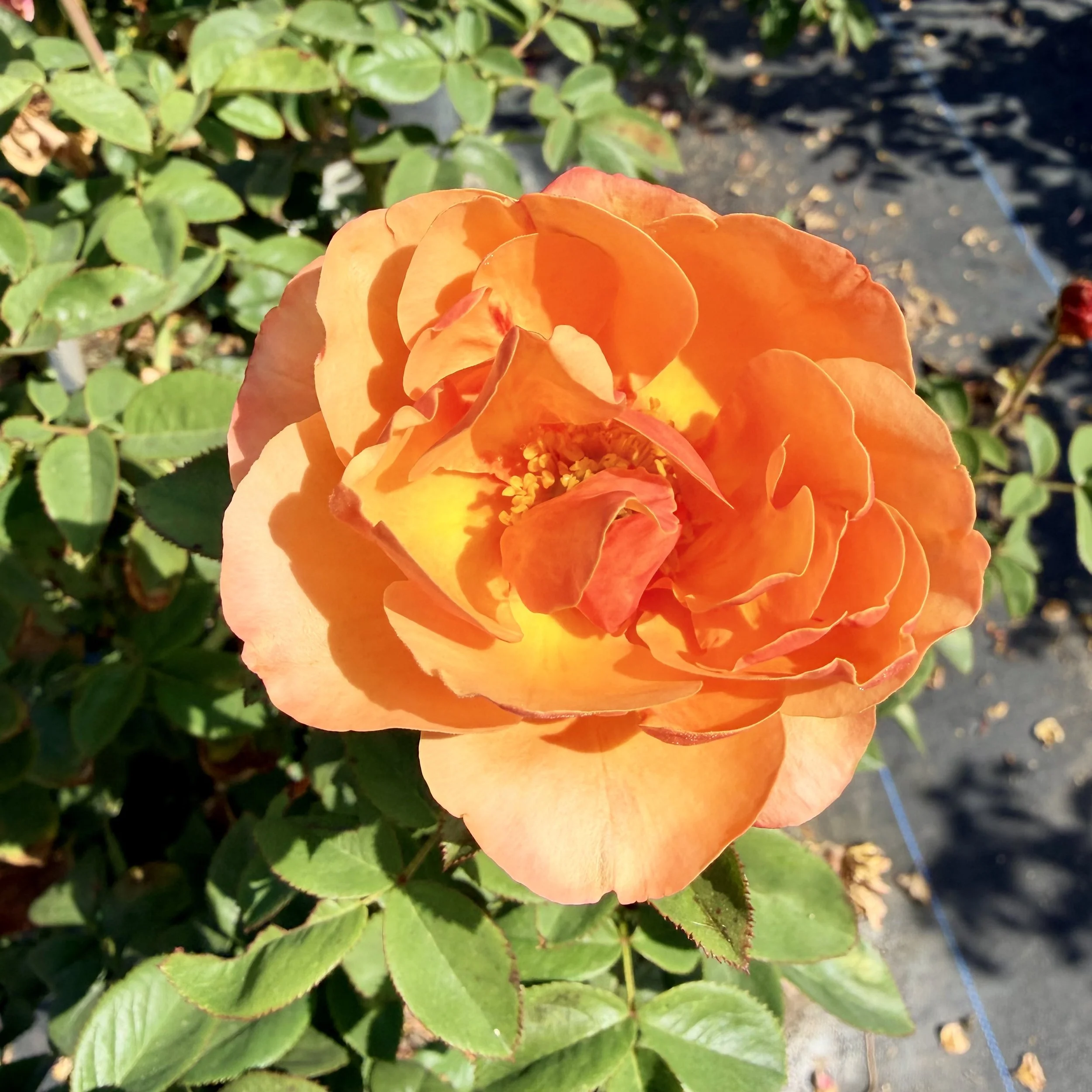 IMG_8553.jpeg
