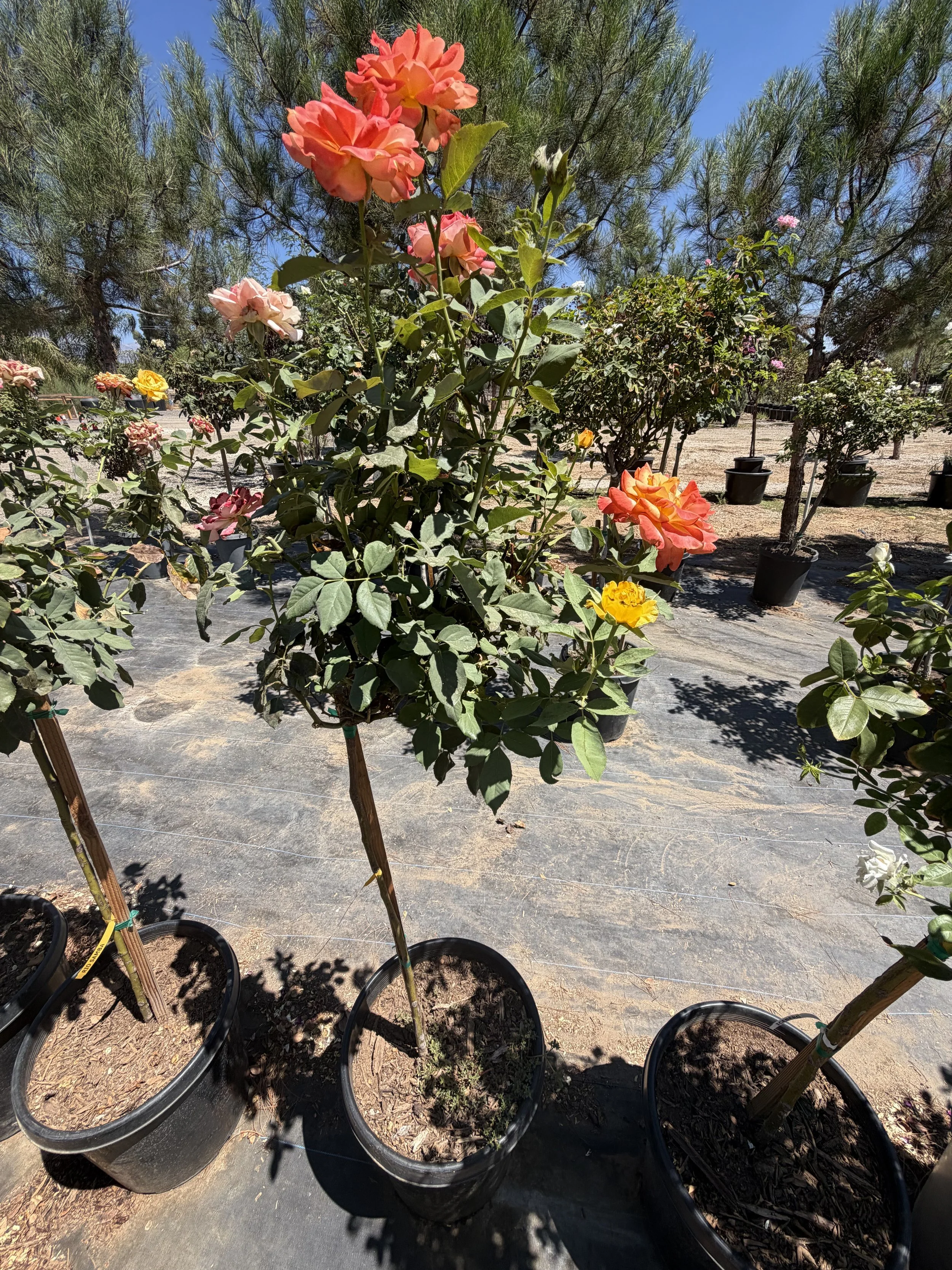 Potted rose bushes with pink, yellow, orange, and white flowers in a garden nursery, with trees and blue sky in the background.