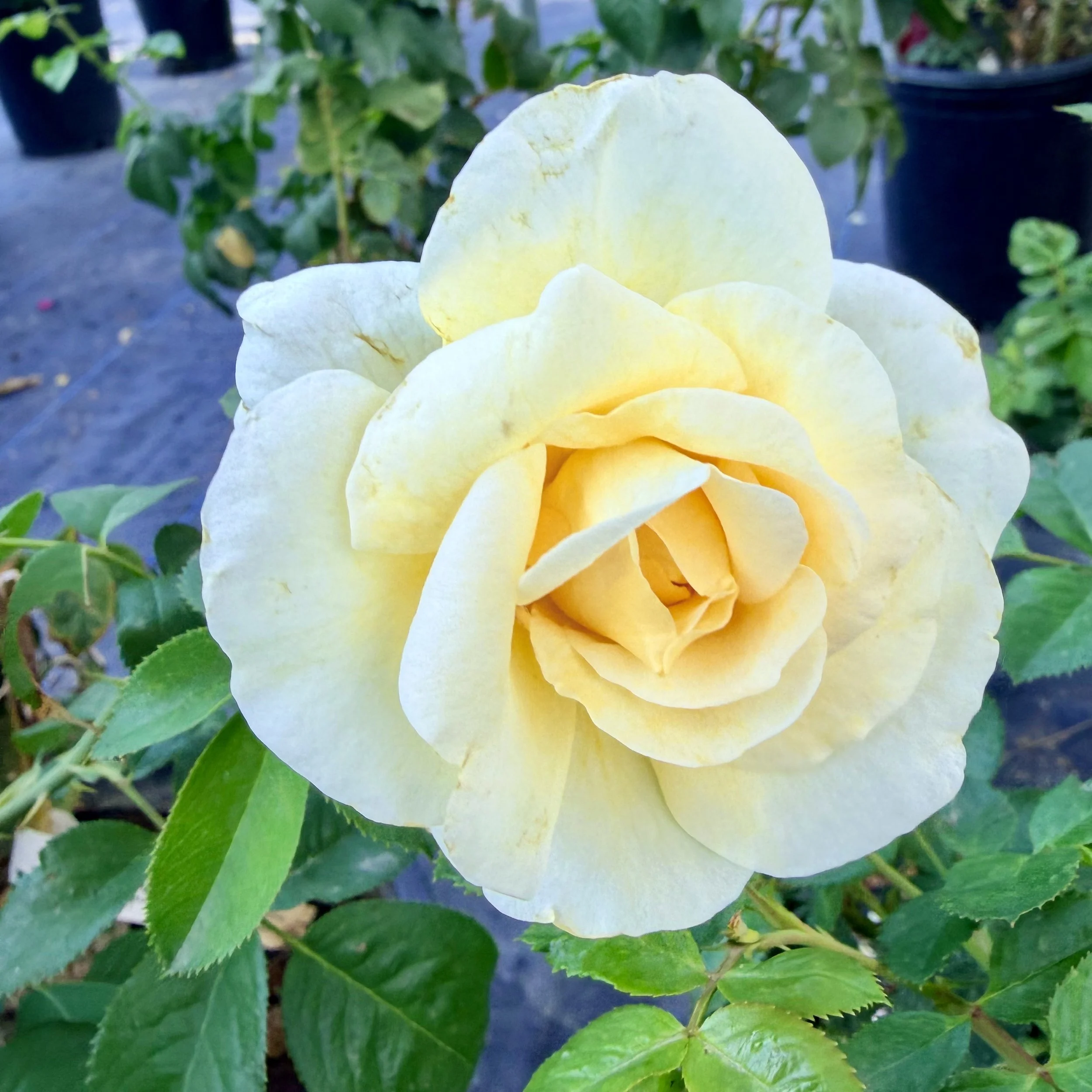 Close-up of a pale yellow rose flower with green leaves and dark background.