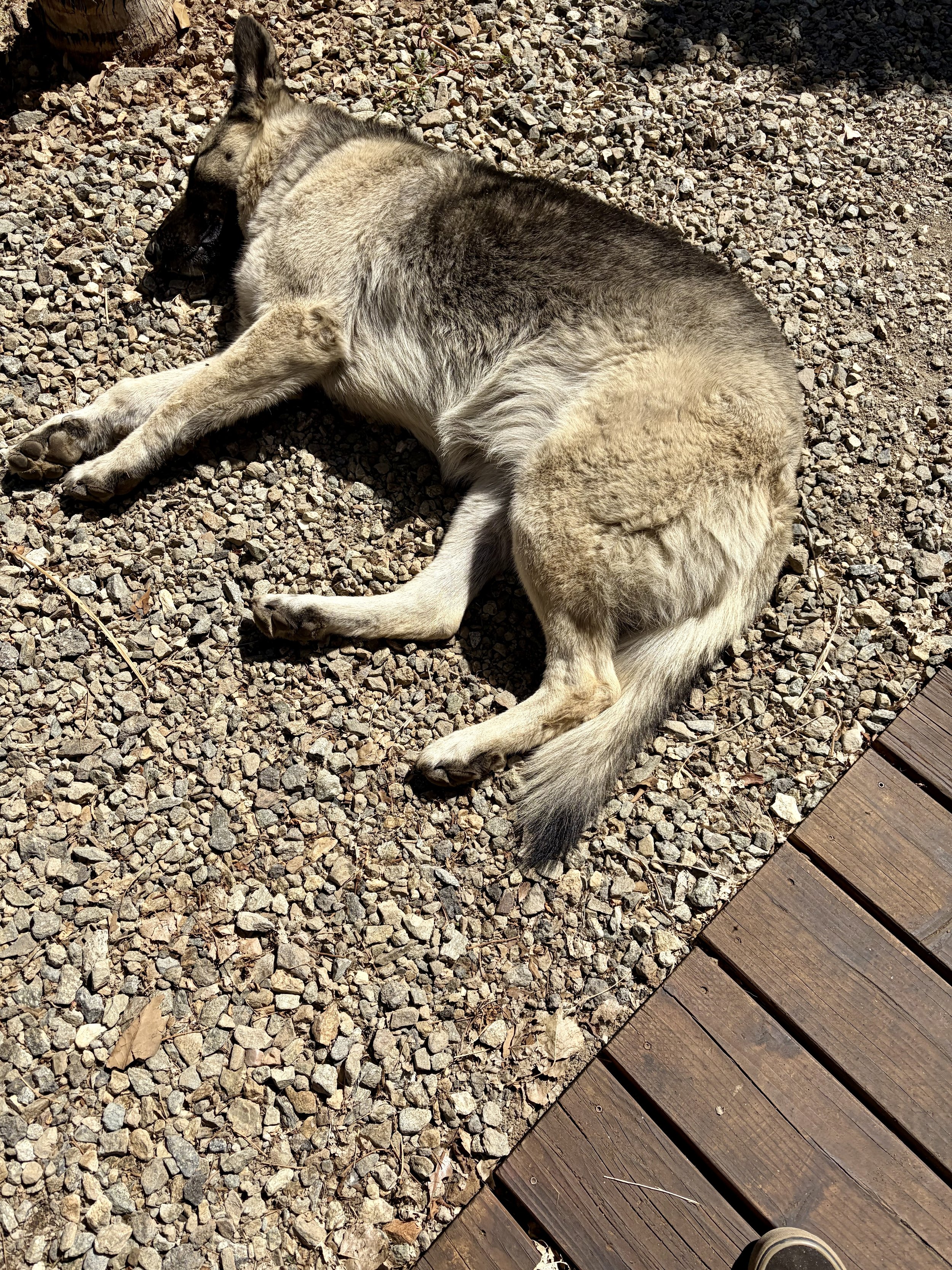 A German Shepherd  lying on a bed of small rocks next to a wooden deck, with part of a person's shoe visible in the lower right corner.
