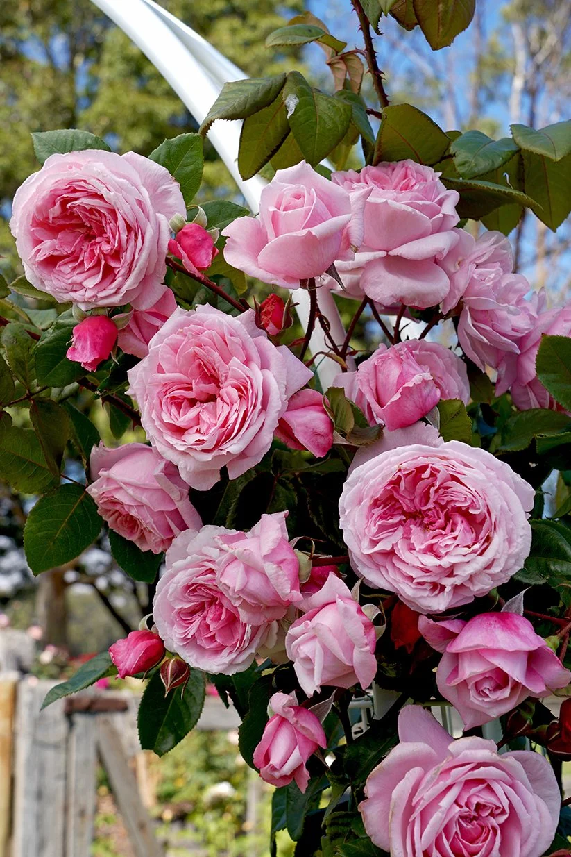 Arborose® Kiss Me Kate™