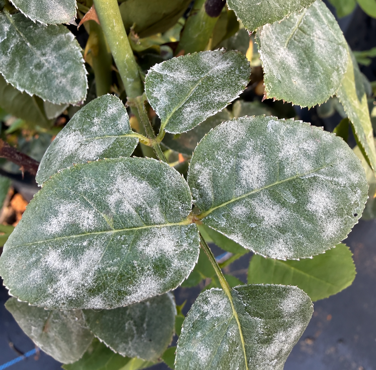 Close-up of green leaves with white powdery residue or mold.