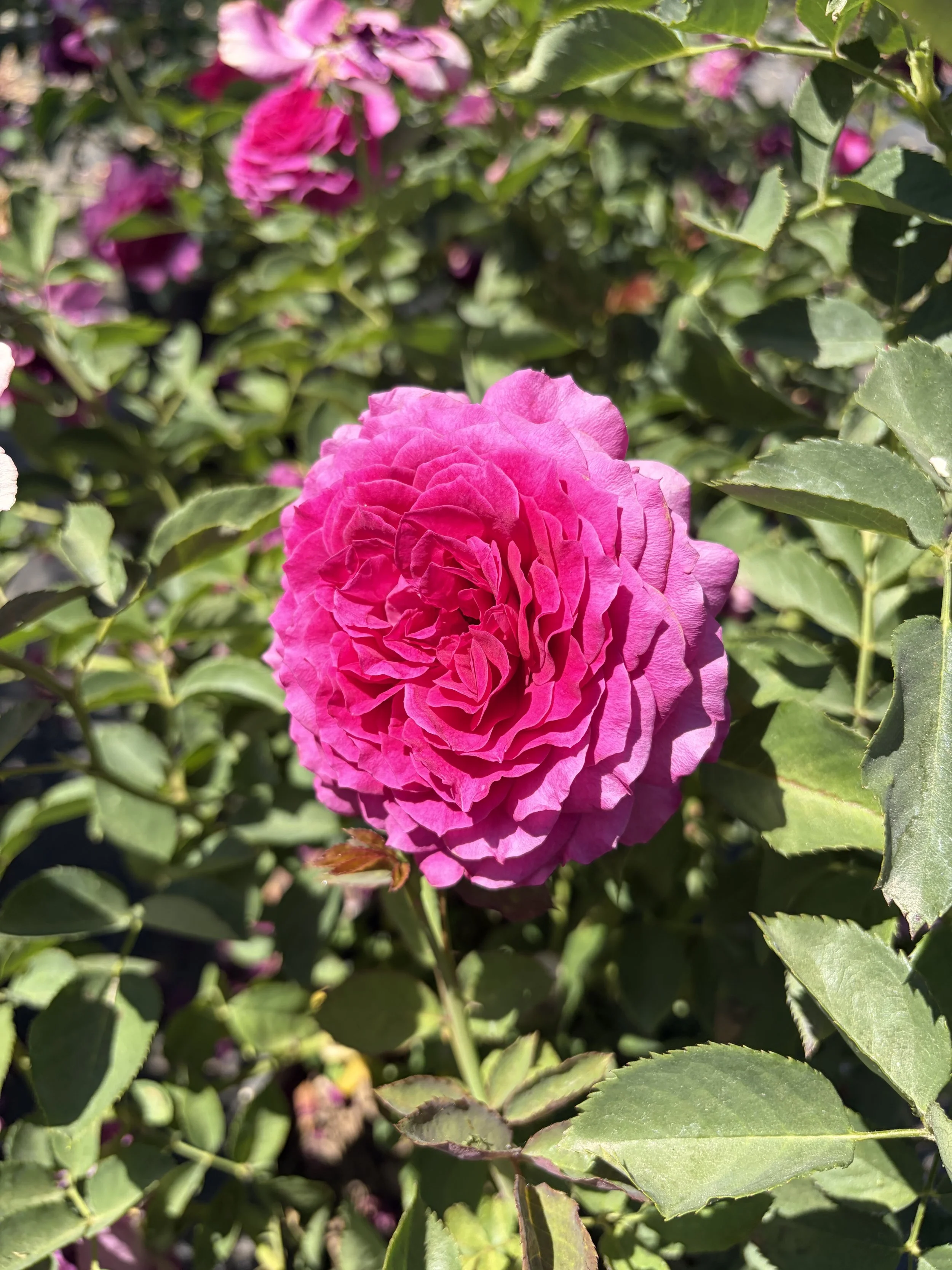 Close-up of a pink camellia flower surrounded by green leaves.