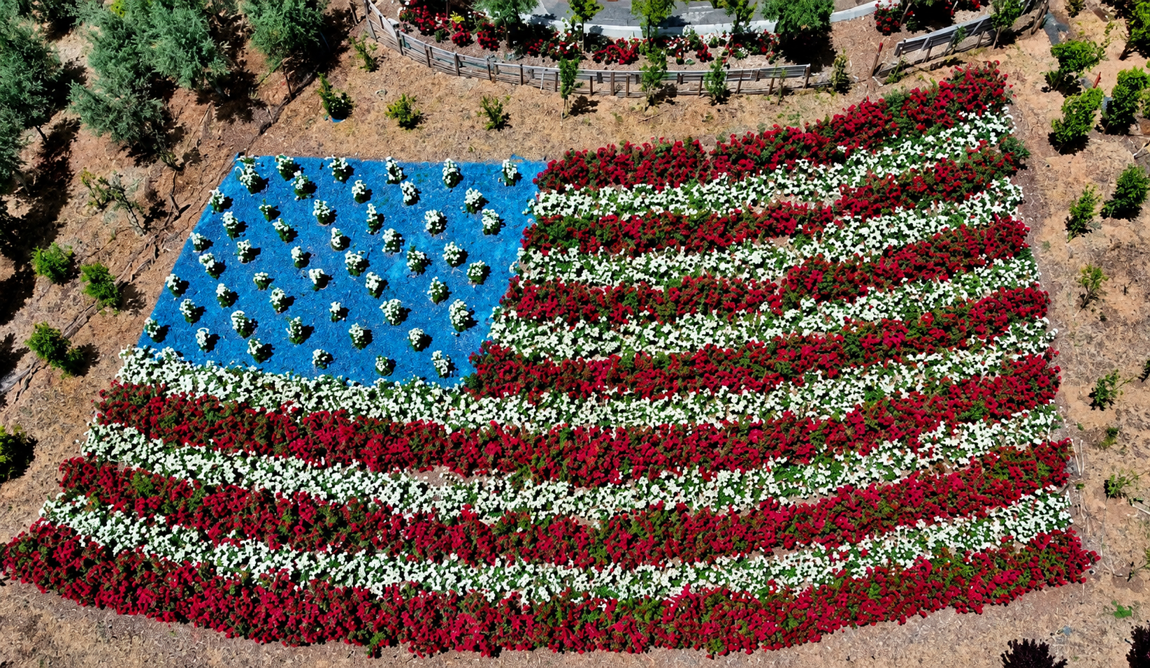 An aerial view of a flower arrangement painted to look like the American flag, with blue and white stars in the top left corner and alternating red and white stripes made of flowers.