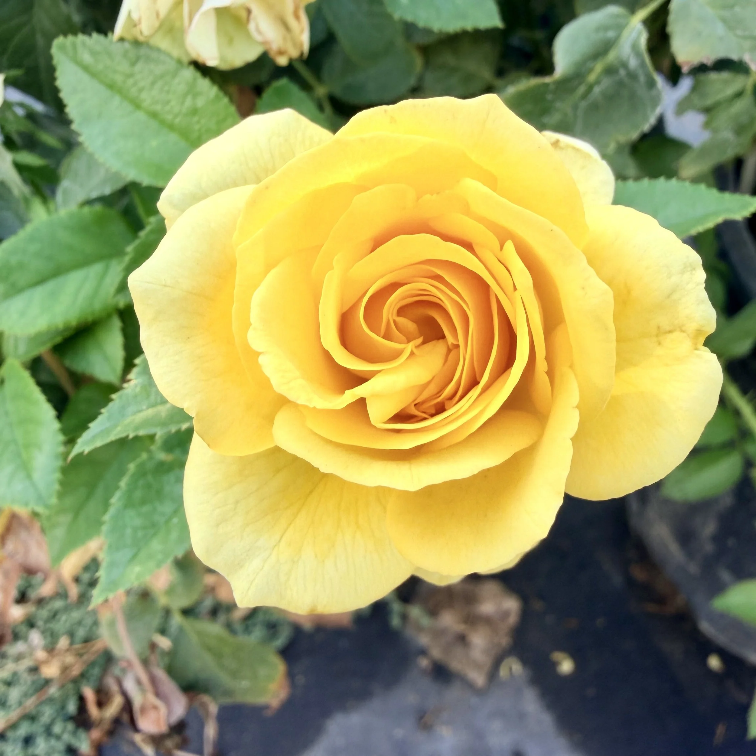 IMG_8319.jpeg