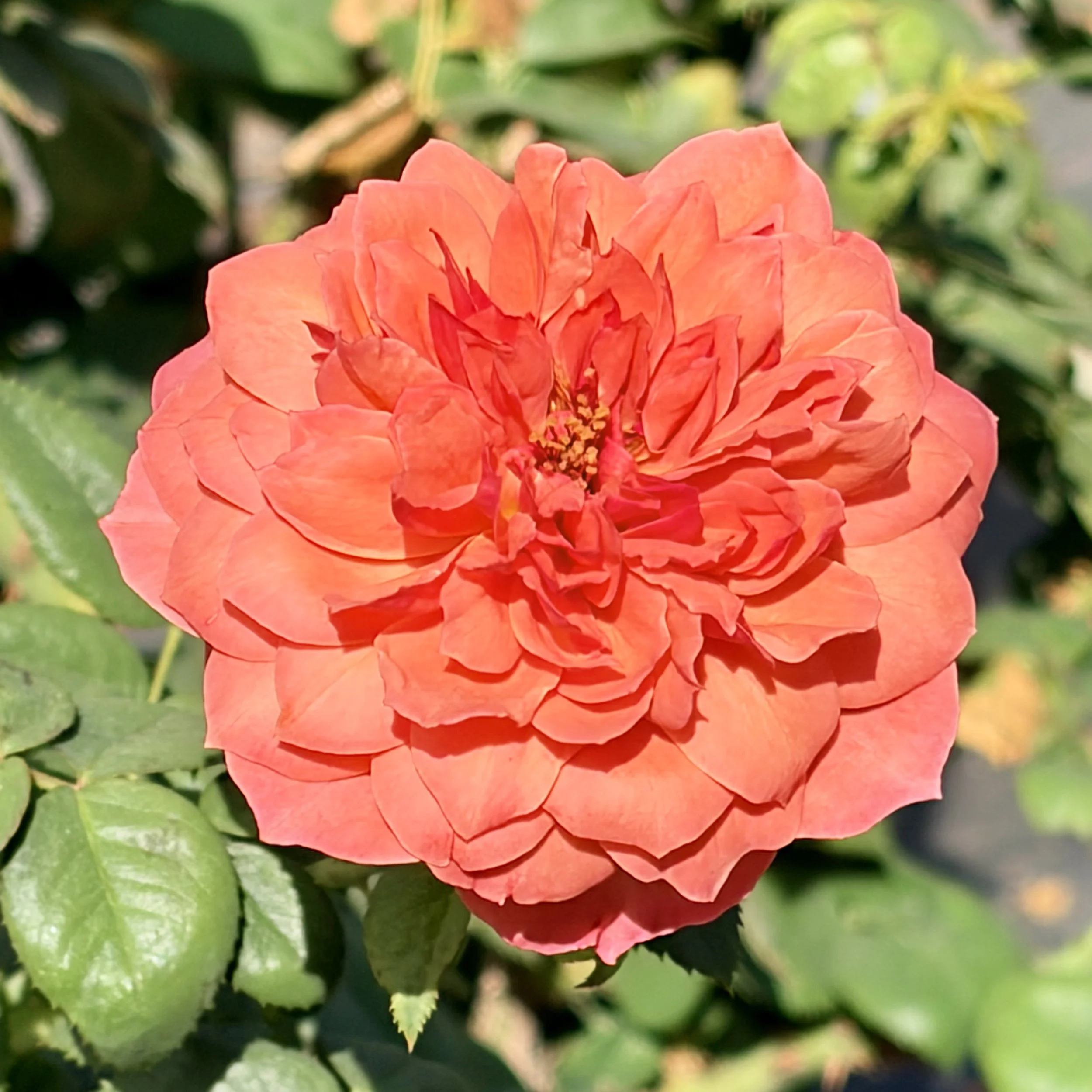 Close-up of an orange flower with green leaves in the background.