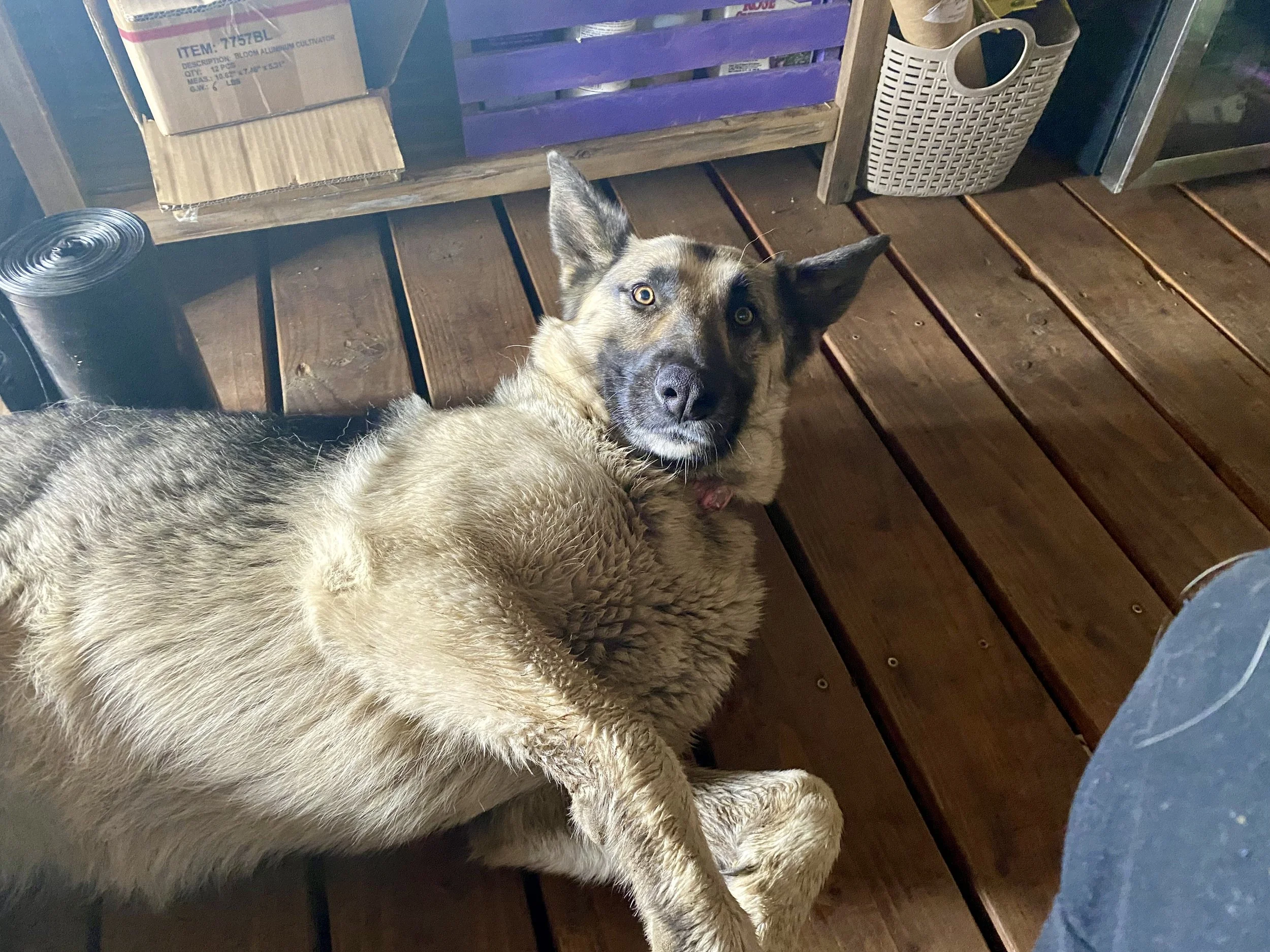 A dog lying on a wooden deck looking up at the camera.