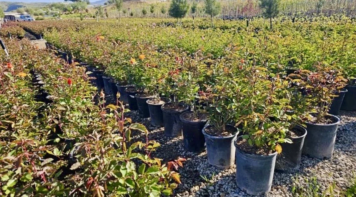 Rows of potted rose bushes in a nursery with green leaves and some red roses, under a clear blue sky.