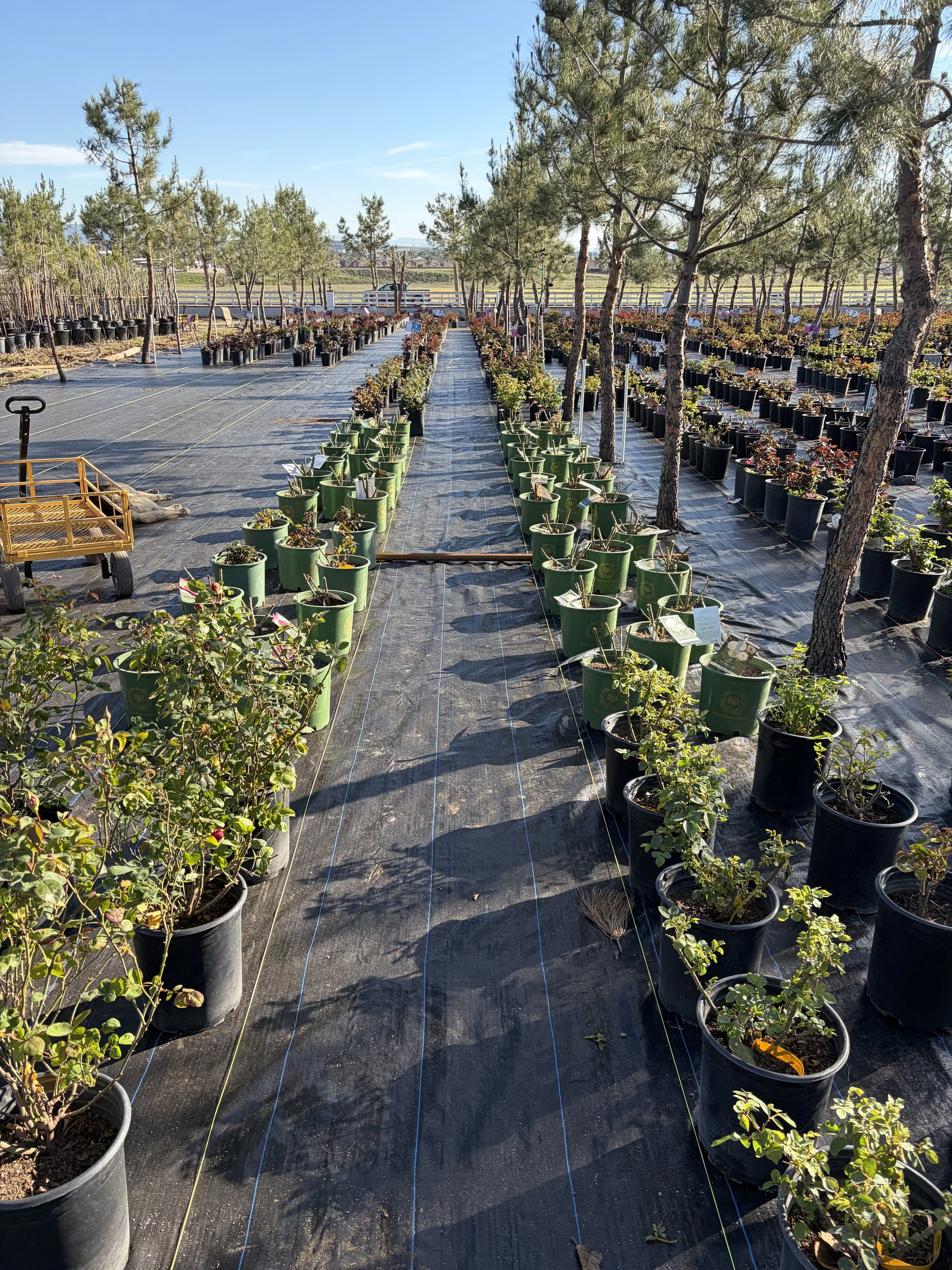 A large nursery with rows of potted plants and young trees on black ground cover, with a cloudy blue sky and open field in the background.