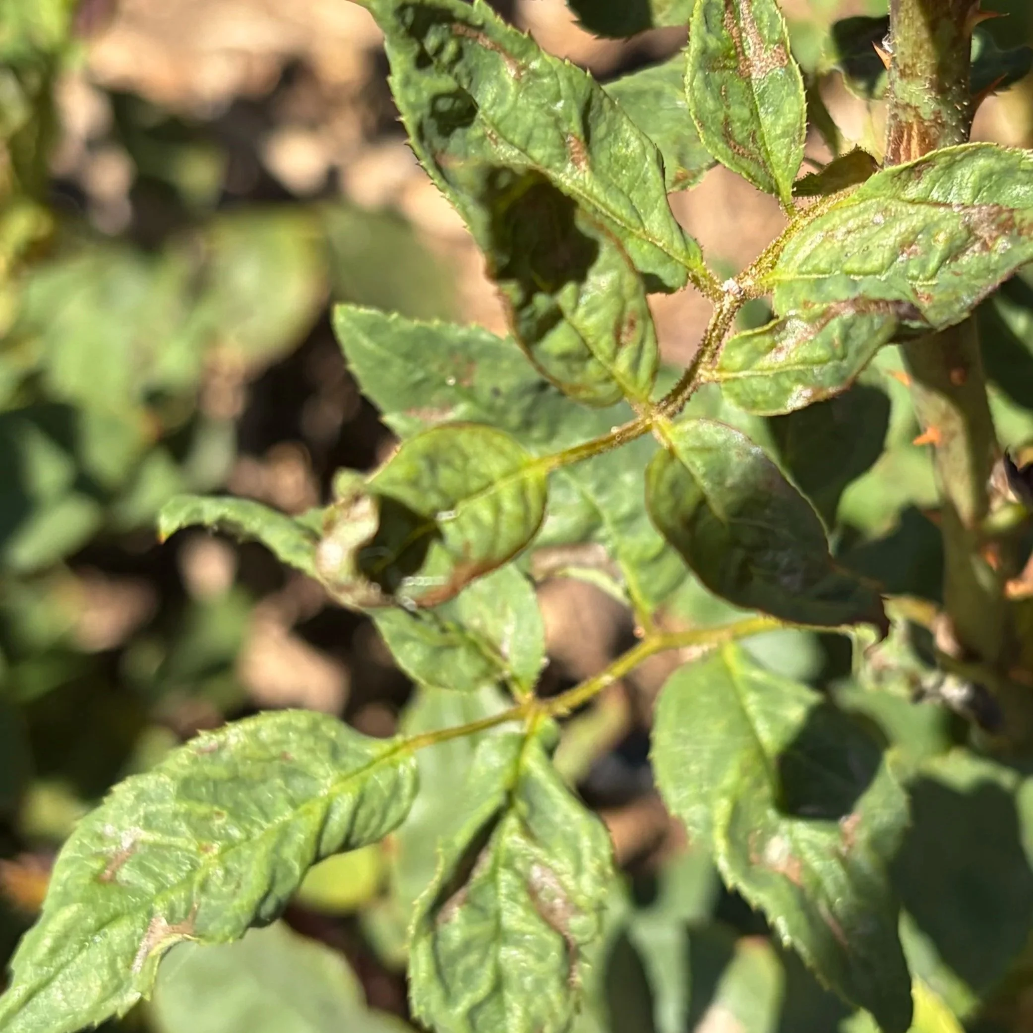 Close-up of green leaves on a plant, showing veins and slightly serrated edges.