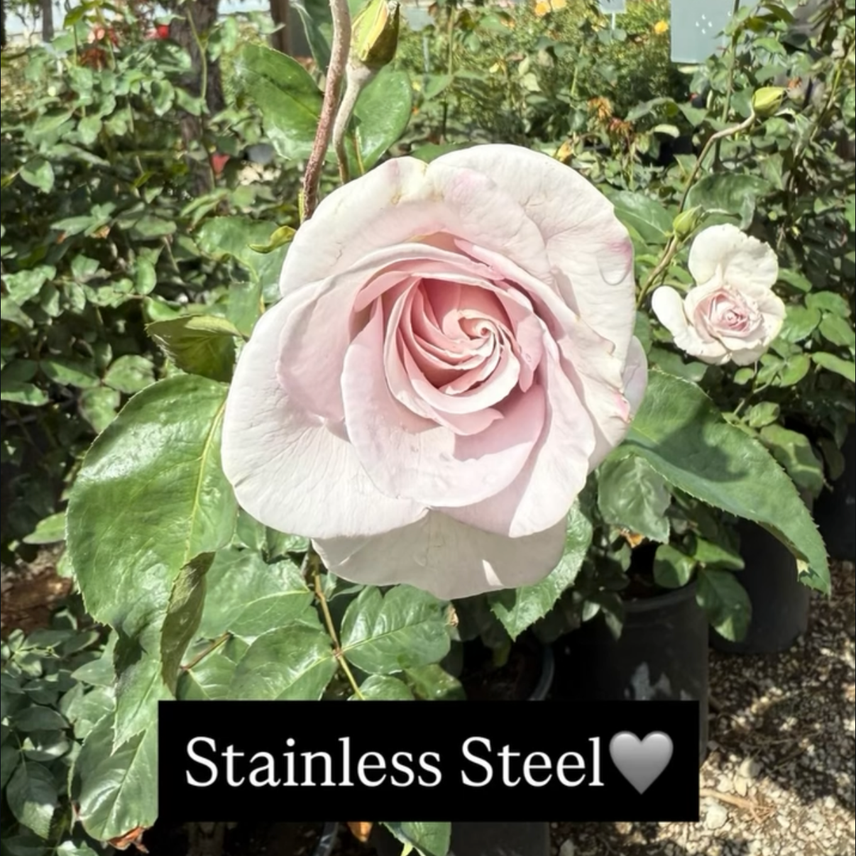 A light pink rose in full bloom with green leaves and bushes in the background. The image includes a black caption bar at the bottom with white text that reads 'Stainless Steel' followed by a gray heart emoji.