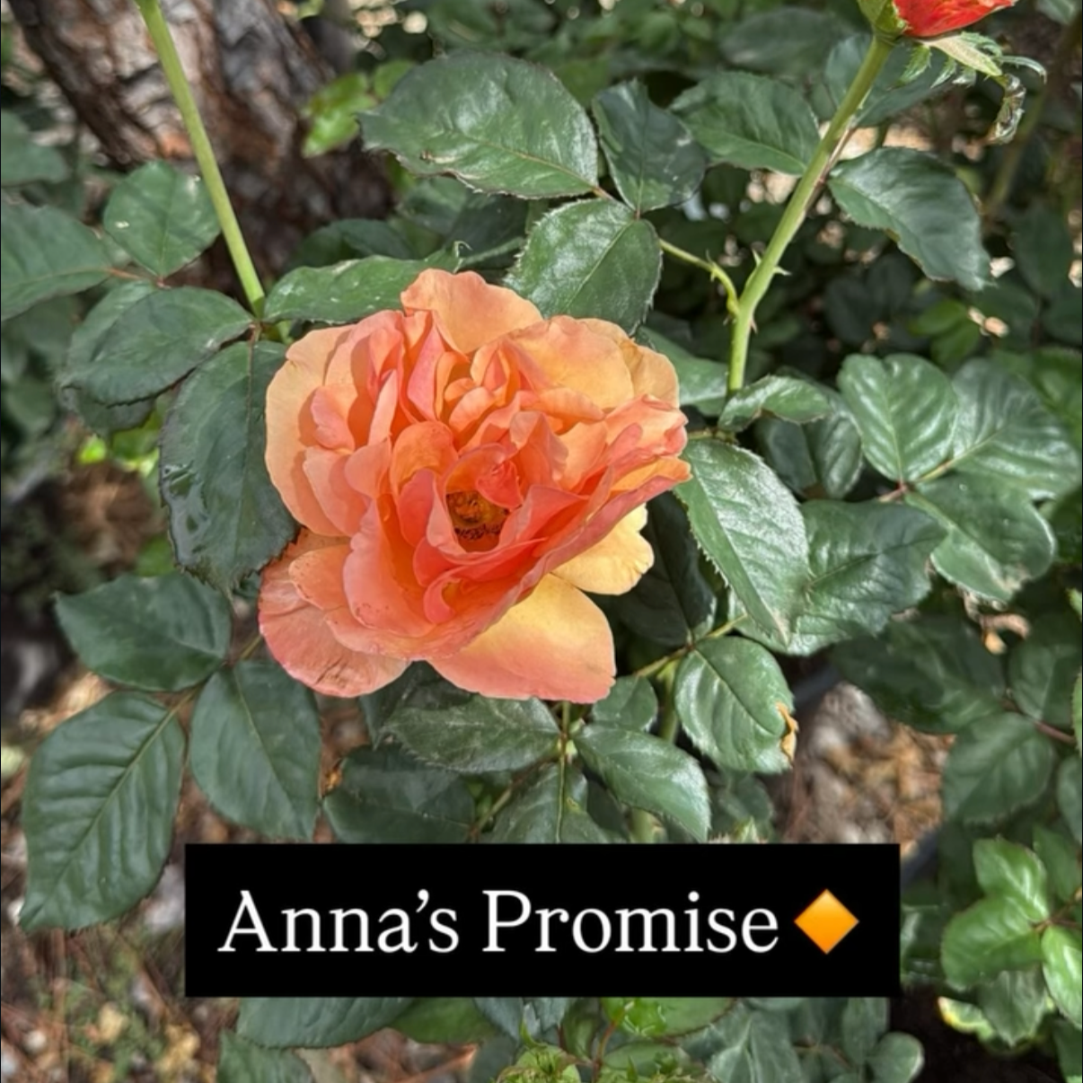 An orange-pink rose flower labeled 'Anna's Promise' with green leaves background.