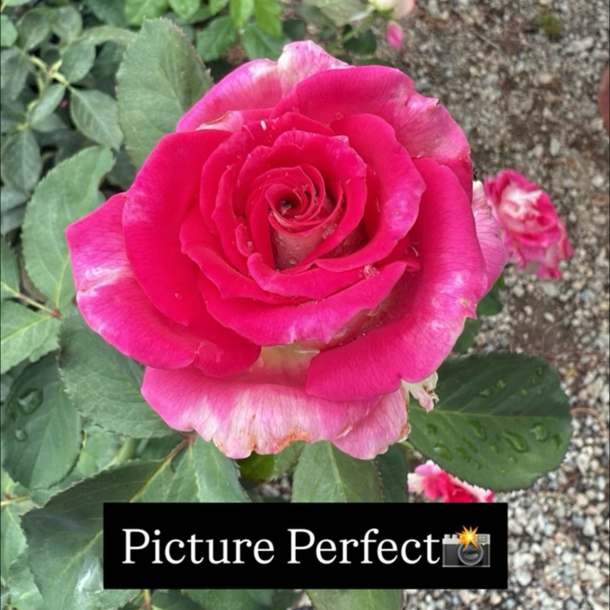 Close-up of a pink rose with dewdrops on the petals, surrounded by green leaves and soil. Text overlay says 'Picture Perfect' with a camera emoji.