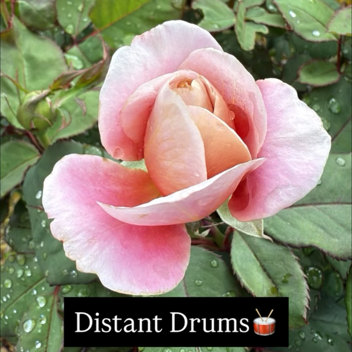 Close-up of a pink and peach rose with water droplets on its petals and green leaves in the background. Black text overlay says 'Distant Drums' with a drum emoji.