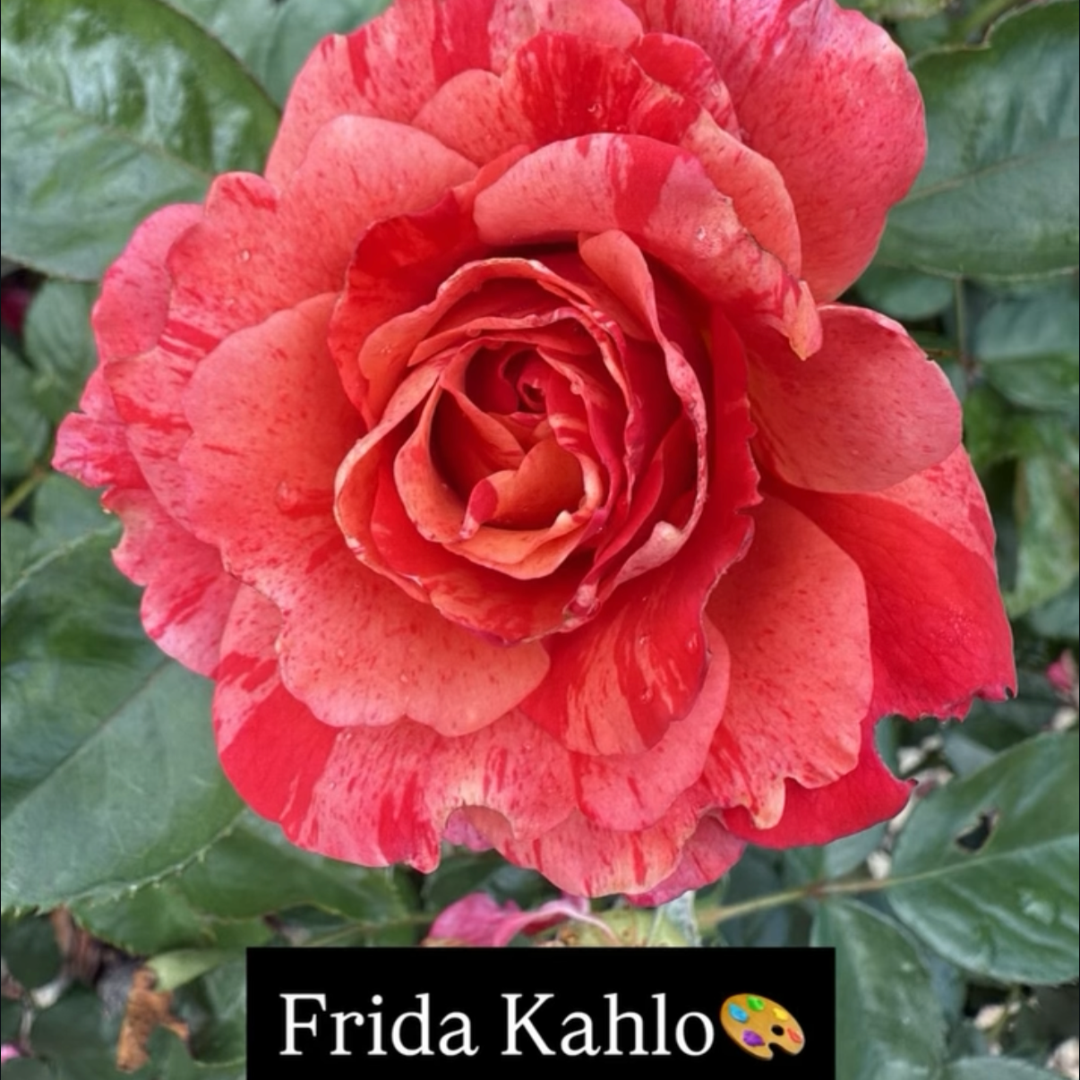 Close-up of a multicolored rose with shades of red, pink, and cream, surrounded by green leaves. Text overlay: "Frida Kahlo" with a colorful artist's palette emoji.