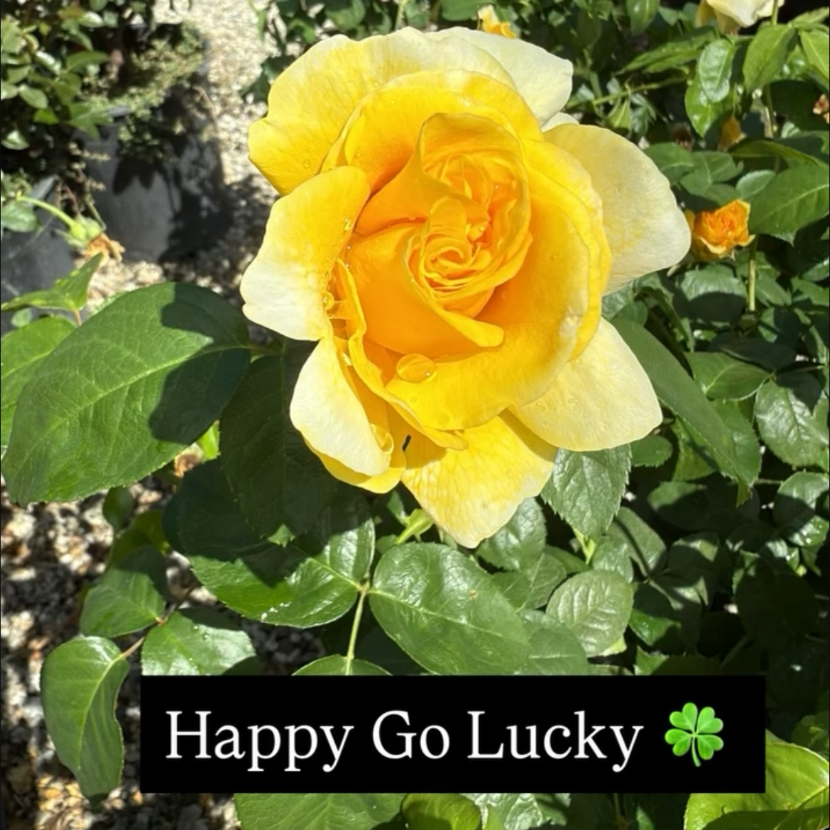 Yellow rose with water droplets on petals surrounded by green leaves, with a caption that reads 'Happy Go Lucky' and a four-leaf clover icon.