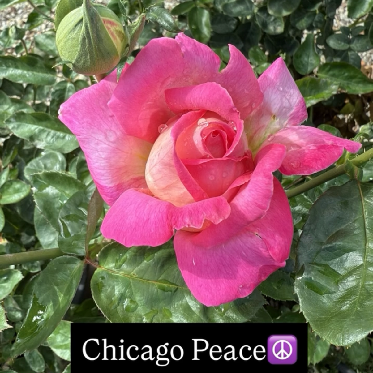 Close-up of a pink rose with water droplets, surrounded by green leaves, captioned 'Chicago Peace' with peace symbol.