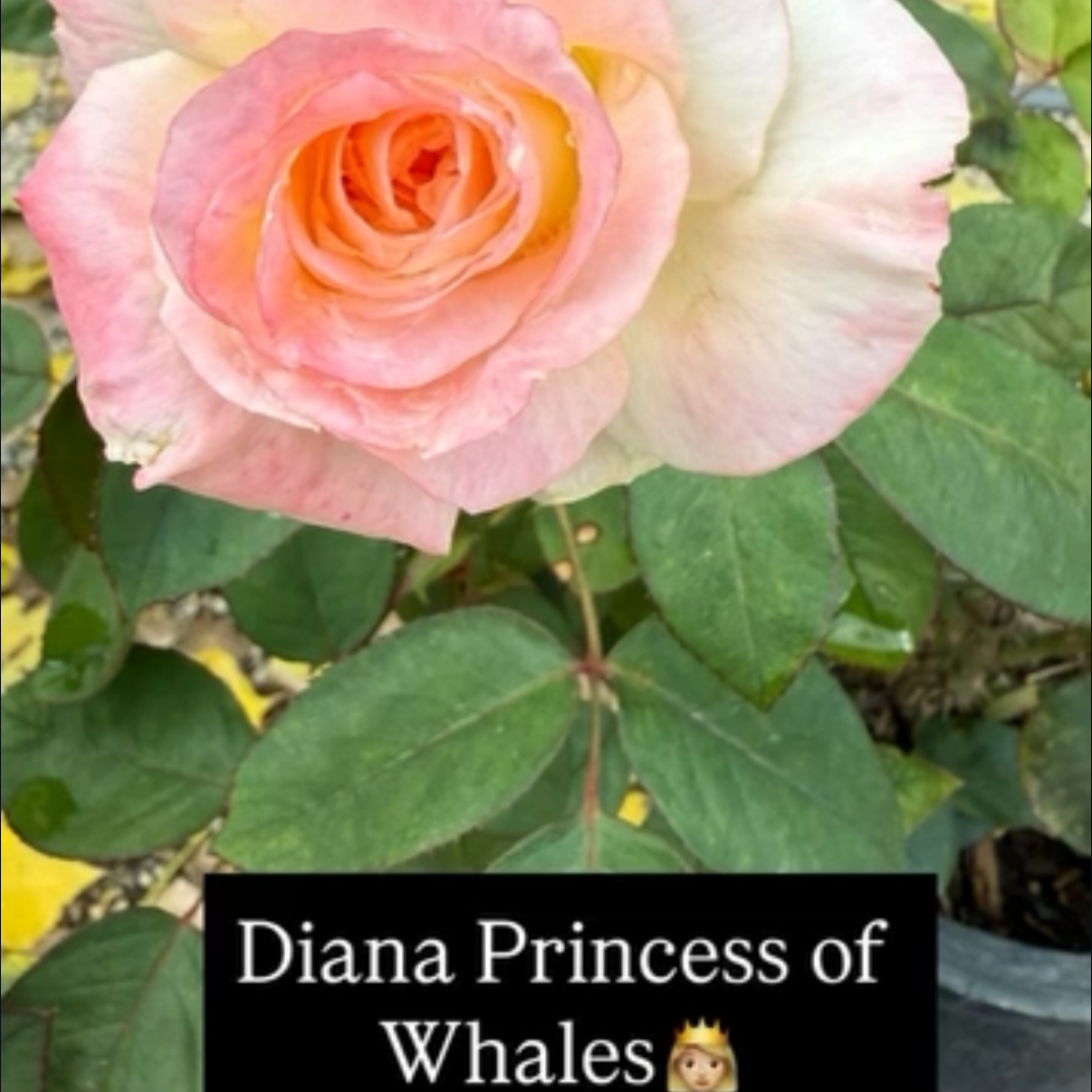 A close-up of a pink and cream-colored rose in bloom surrounded by green leaves, with a black caption box at the bottom reading 'Diana Princess of Whales' with a princess emoji.