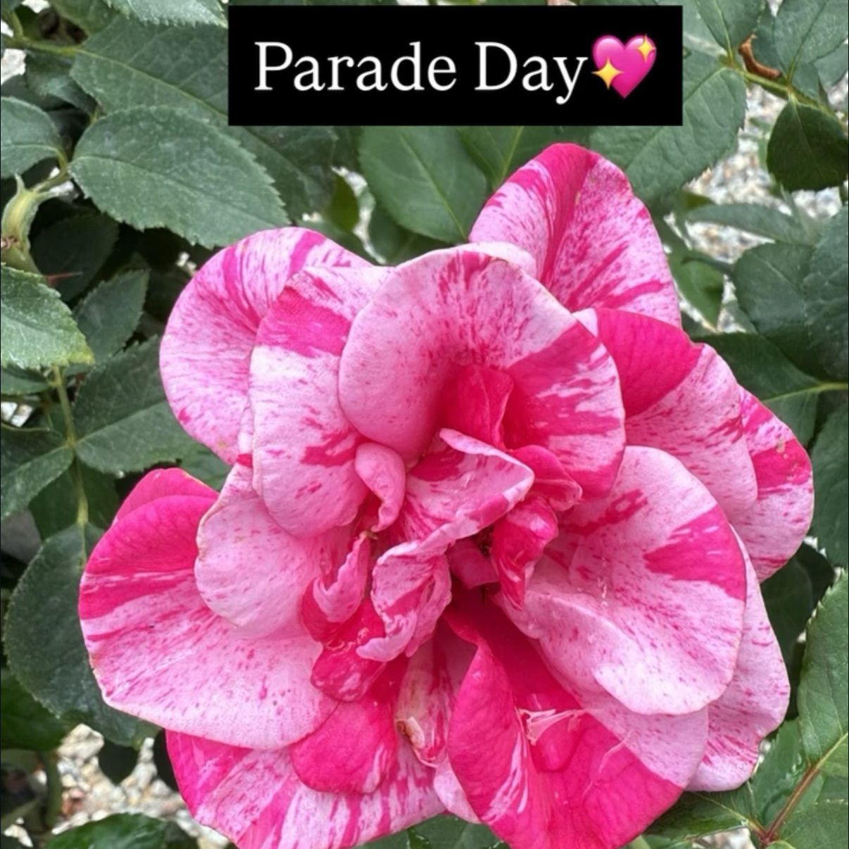 A pink and white variegated rose with green leaves in the background, labeled "Parade Day" with a pink heart and star emojis.
