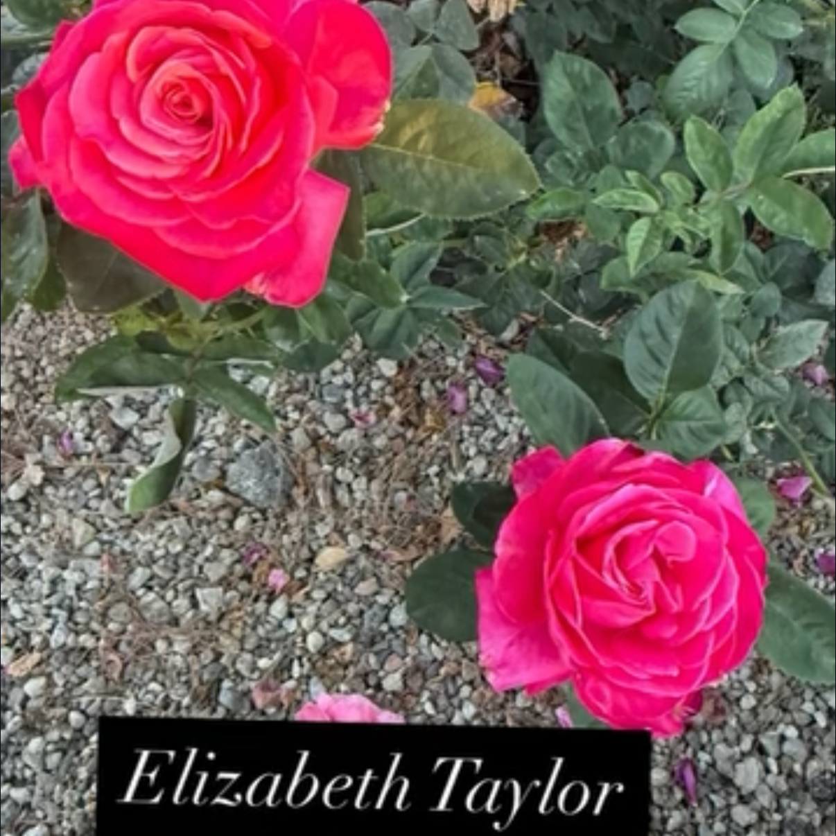 Two pink roses blooming among green leaves and gravel ground, with the name Elizabeth Taylor displayed at the bottom.