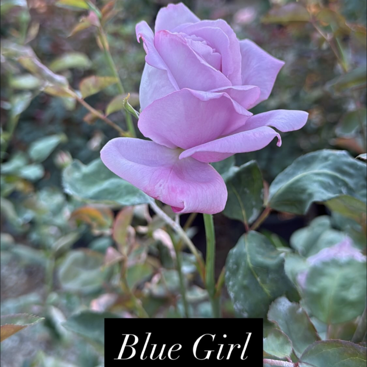 A close-up of a pinkish-purple roseflower surrounded by green leaves, with the words 'Blue Girl' written at the bottom.