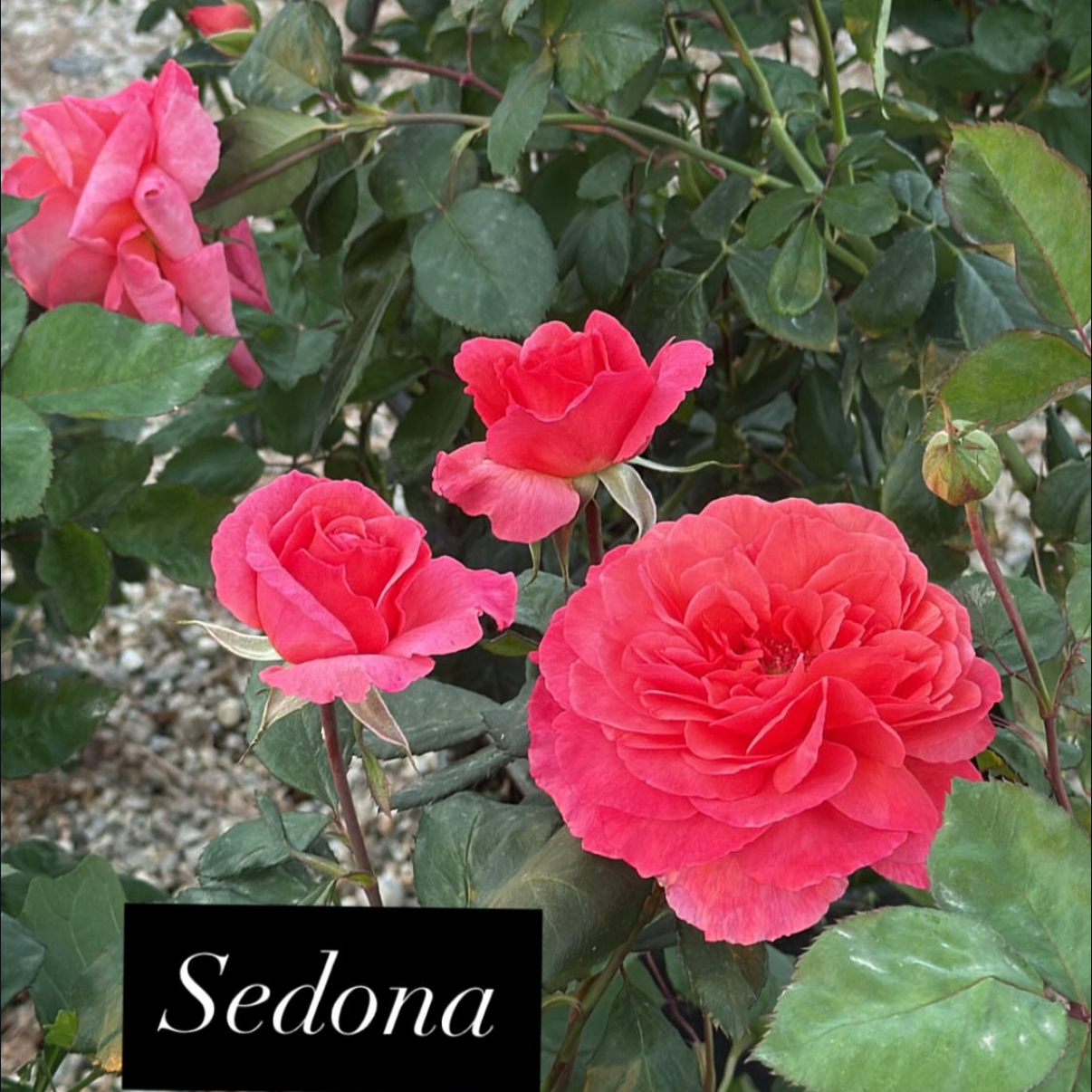 Pink and coral-colored roses blooming among green leaves in a garden.