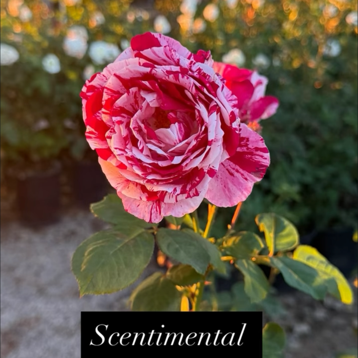A pink and white variegated rose flower in bloom with green leaves, set against a blurred background of garden foliage and golden sunlight, with the caption 'Sentimental' in white cursive text on a black background.