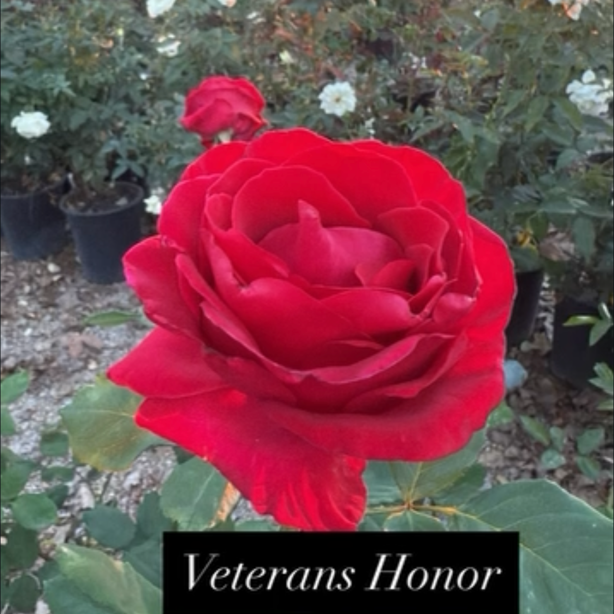 A vibrant red rose in bloom with a smaller red bud in the background, surrounded by green leaves and potted plants, with a label reading "Veterans Honor."