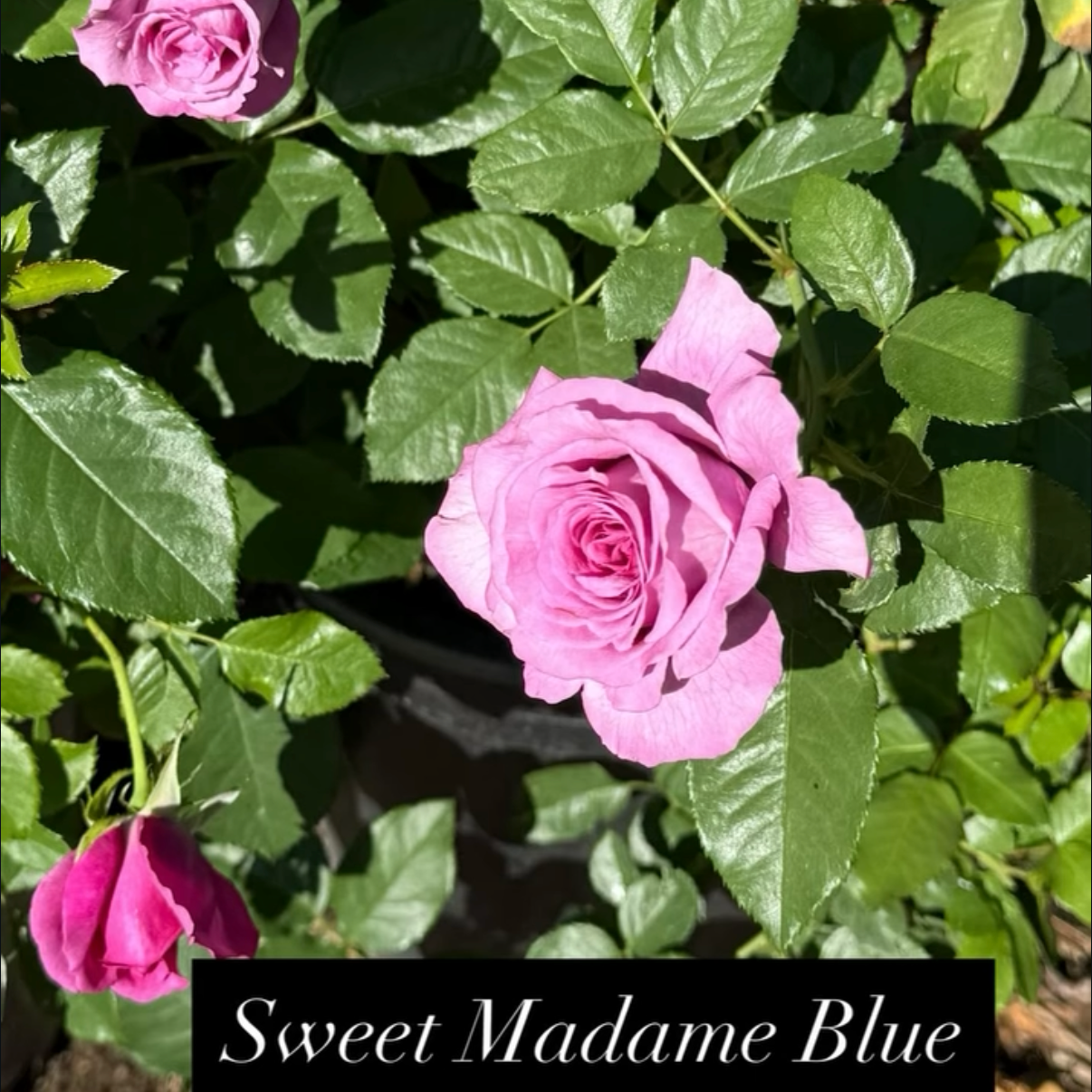 A pink rose in full bloom surrounded by shiny green leaves, with a few other pink buds visible. Text at the bottom reads 'Sweet Madame Blue'.
