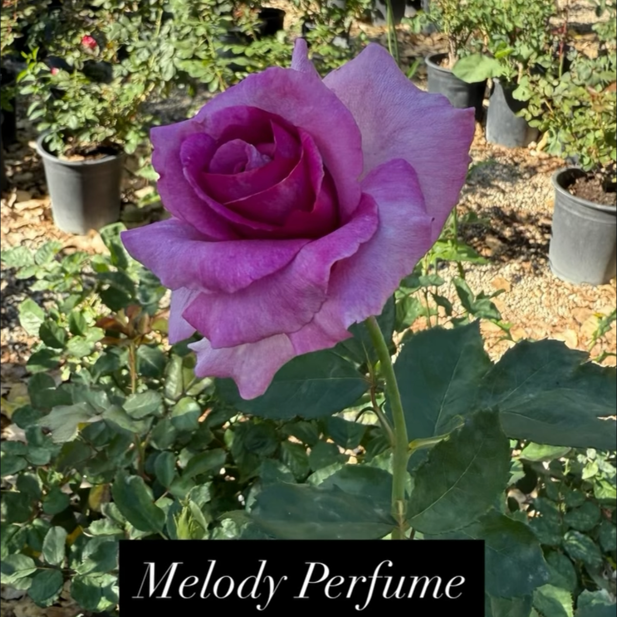 A close-up of a purple rose with green leaves in a garden, with potted plants in the background and a black label that says 'Melody Perfume'.