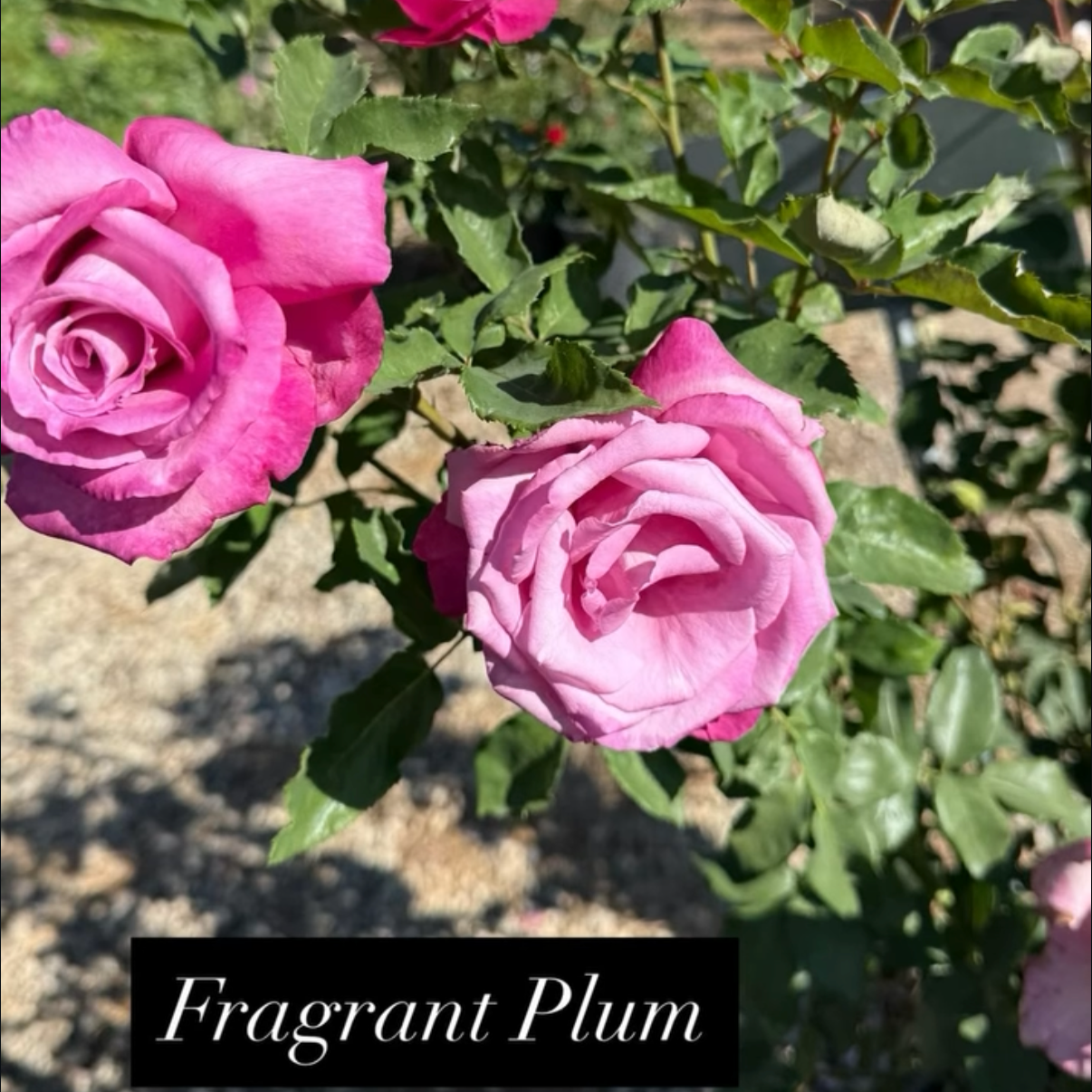 Two pink roses with green leaves on a plant in a garden, with the text 'Fragrant Plum' at the bottom.