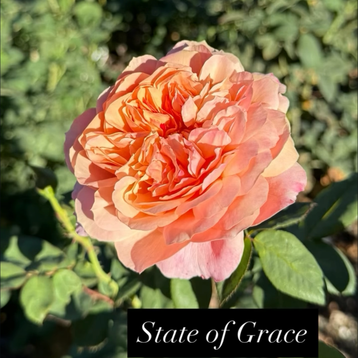 A peach-colored rose in full bloom with layered petals, set against green leaves and blurred background, with the text 'State of Grace' at the bottom.
