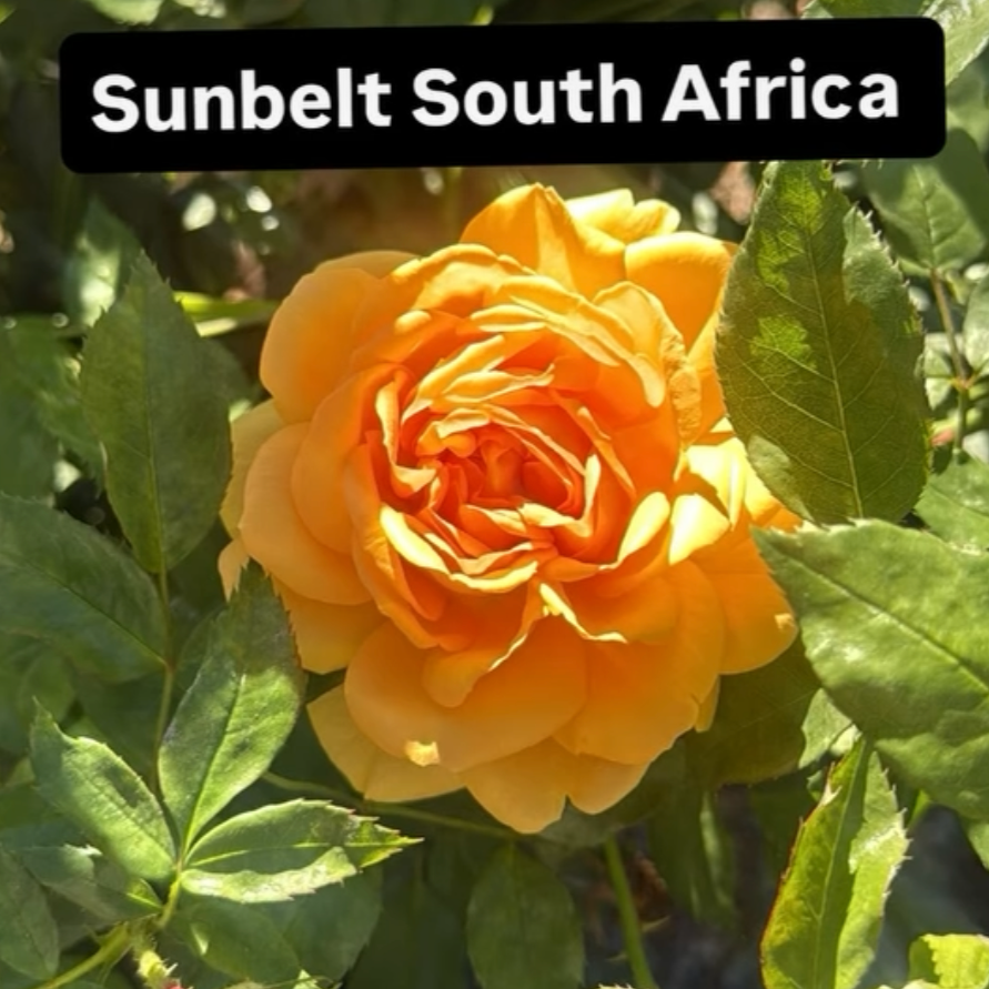 A yellow-orange rose surrounded by green leaves in sunlight, with a label reading "Sunbelt South Africa."