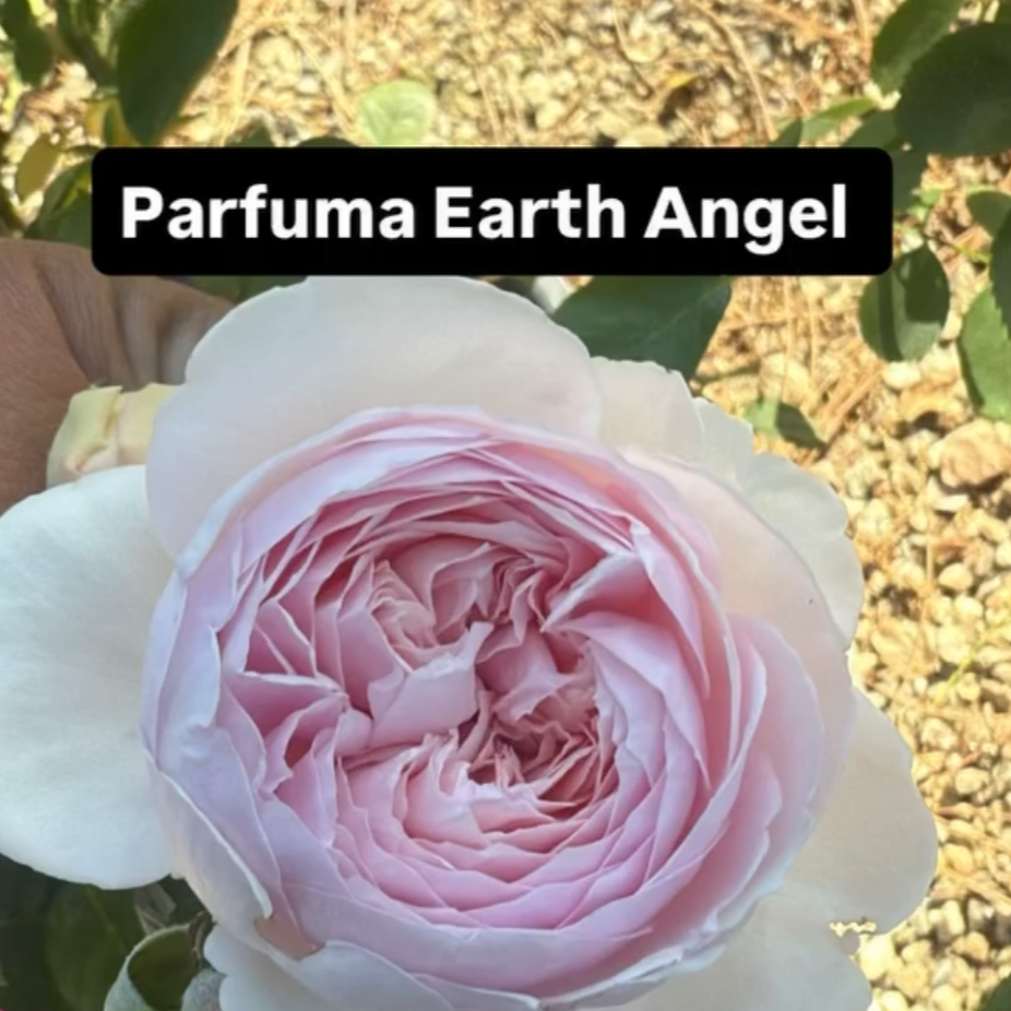 Close-up of a light pink and white rose with the text 'Parfuma Earth Angel' overlayed at the top.