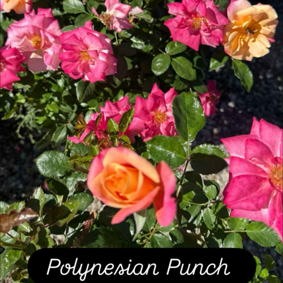A garden bed with pink, peach, and cream-colored roses and green foliage.