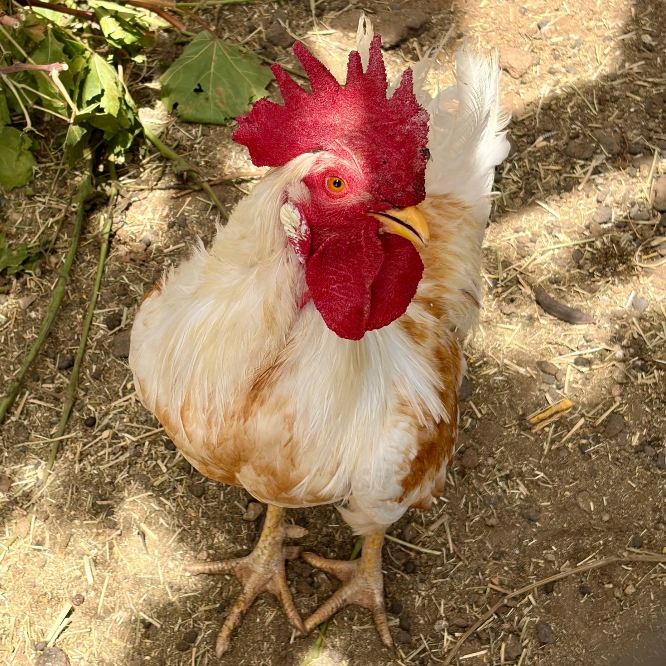 A rooster standing on dirt ground with some green leaves and small sticks around.