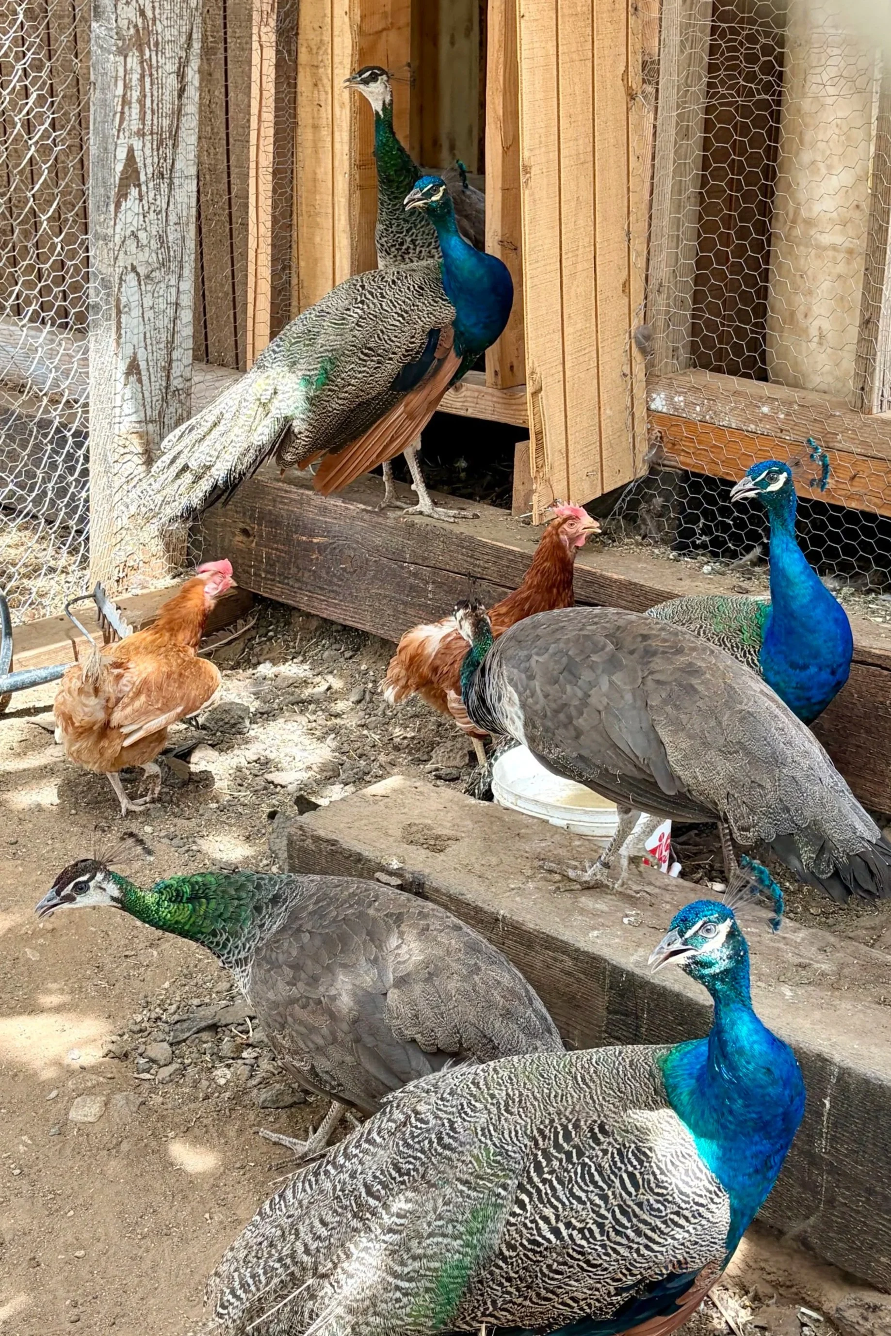 Multiple peacocks and chickens inside a wooden enclosure with chicken wire fencing. The peacocks are displaying vibrant blue and green plumage, while the chickens are smaller with brown and black feathers.