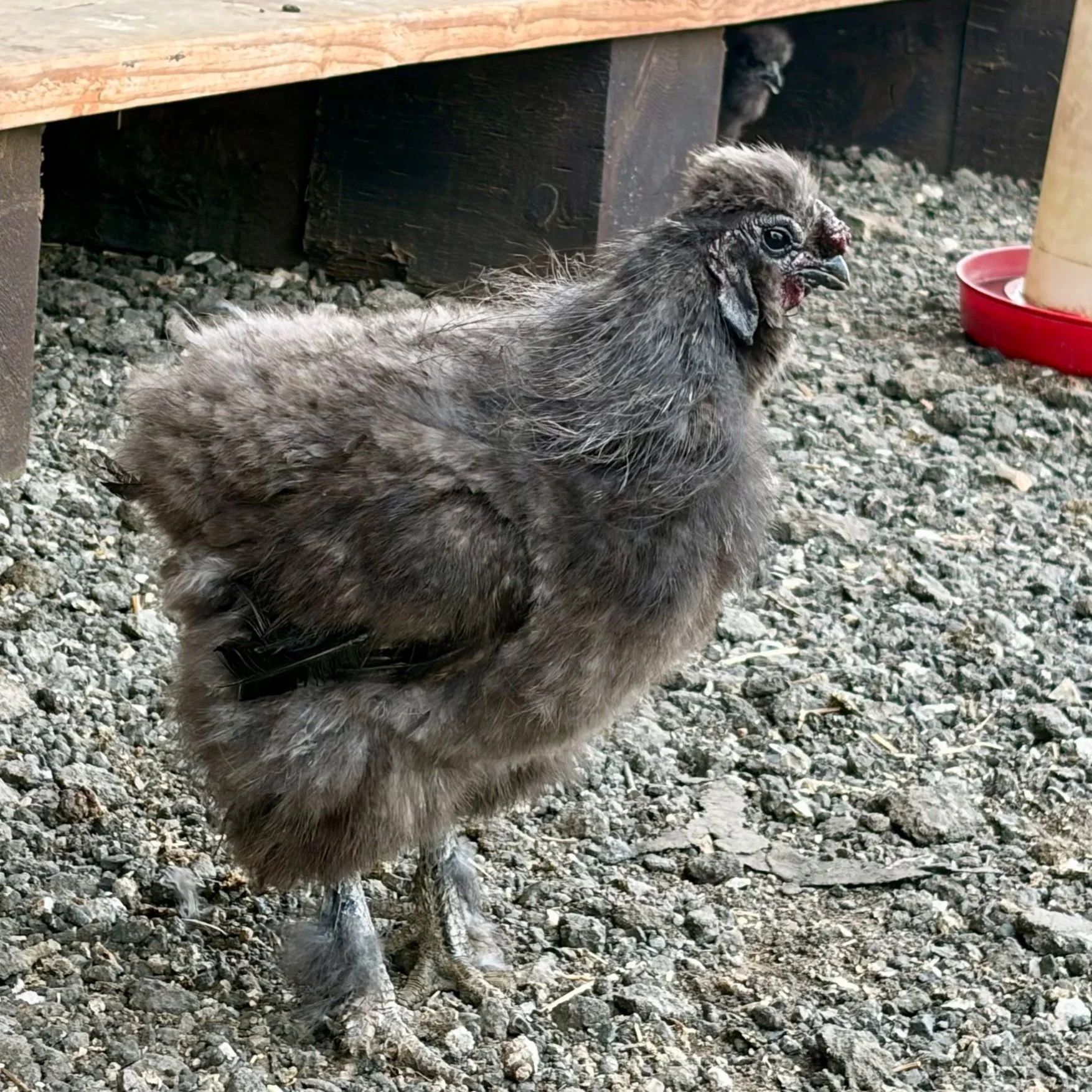A young chicken with fluffy dark brown feathers and a small comb on its head, standing outdoors on rocky ground near a wooden structure, with another chicken partially visible underneath the structure, and a red water container to the right.
