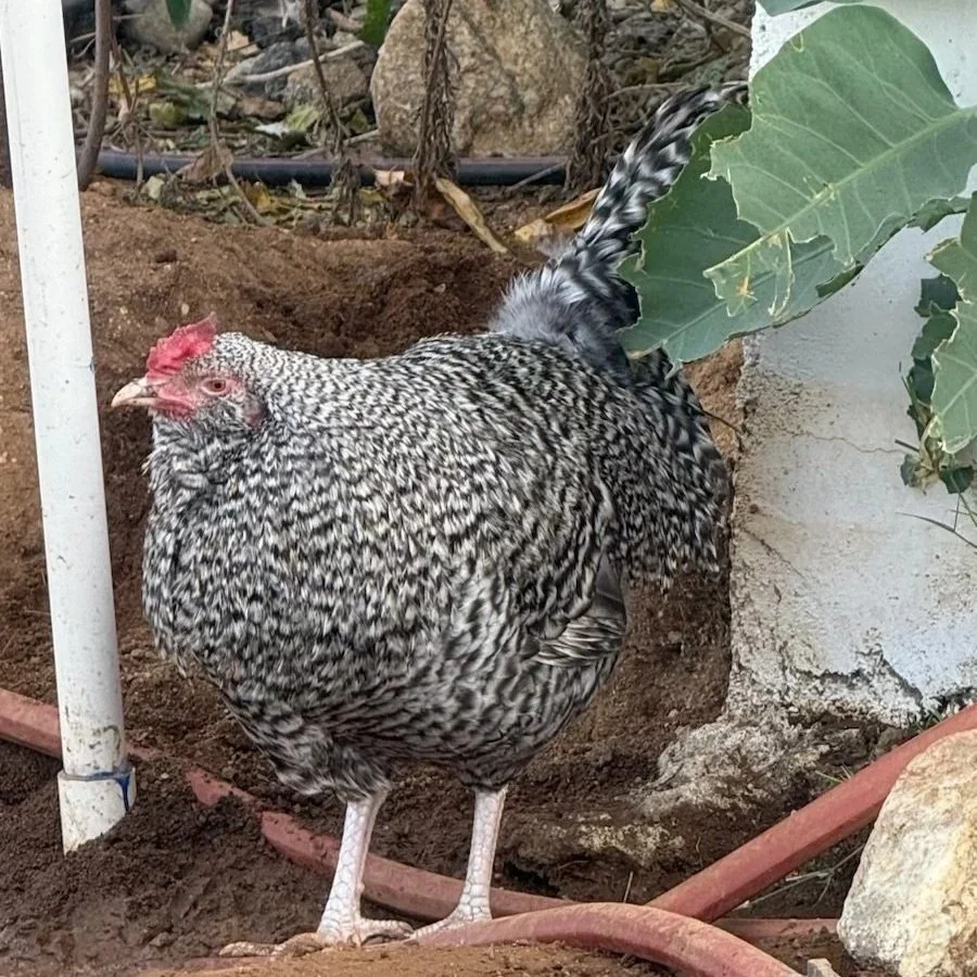 A black and white barred chicken standing on dirt with a large green leaf partially covering its tail, next to a white pipe and a red hose.