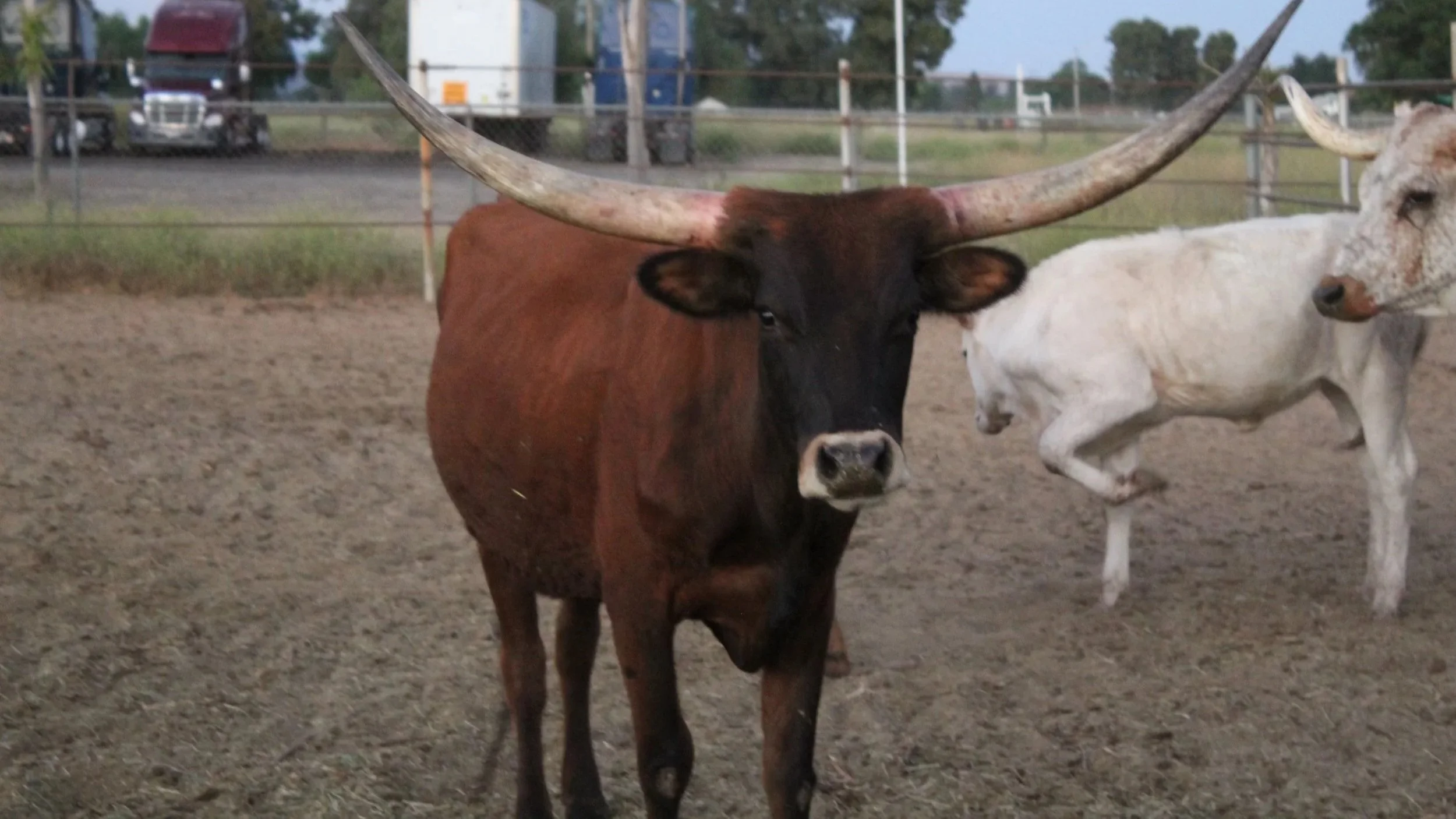 A brown longhorn steer with large horns standing in a dirt pen, with another white steer partially visible nearby. Fencing and trucks are seen in the background.